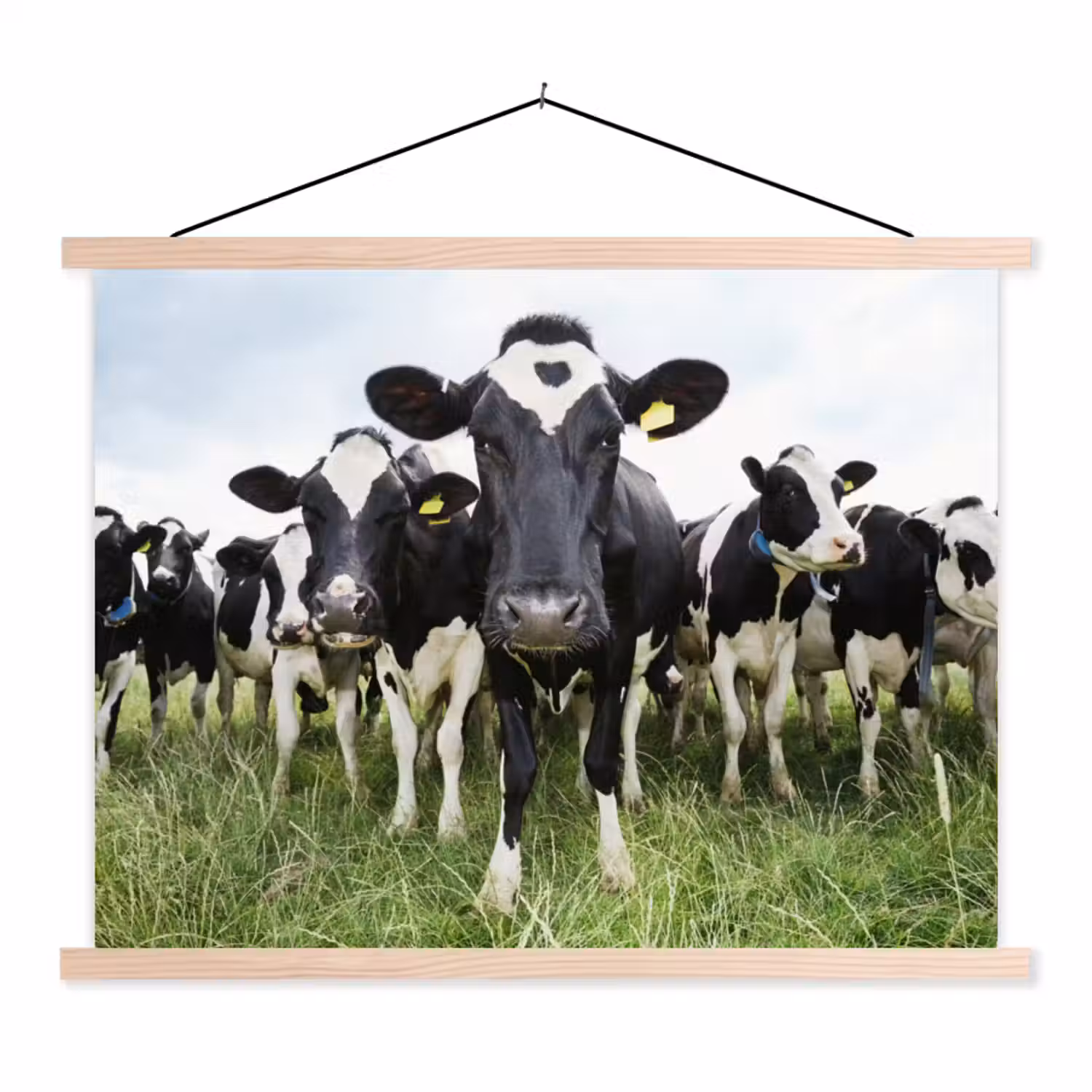 Koeien - Gras - Lente - Dieren - Weiland - Boerderij textielposter latten blank klein -3d