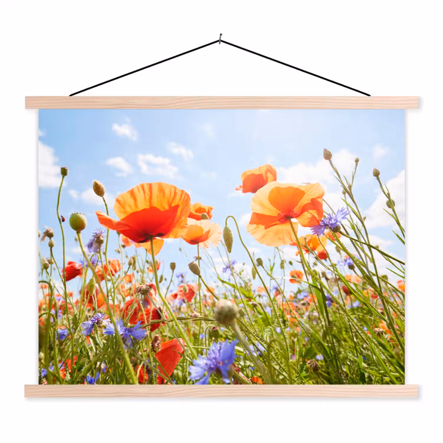Bloemen - Klaproos - Lente - Natuur - Rood - Blauw textielposter latten blank klein -3d