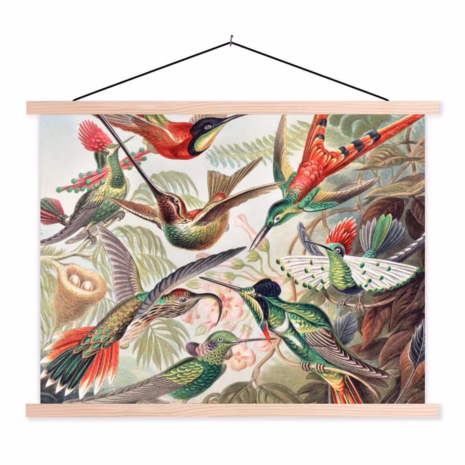 Kolibrie - Tuindecoratie - Vintage - Ernst Haeckel - Tuinposter textielposter latten blank klein -3d