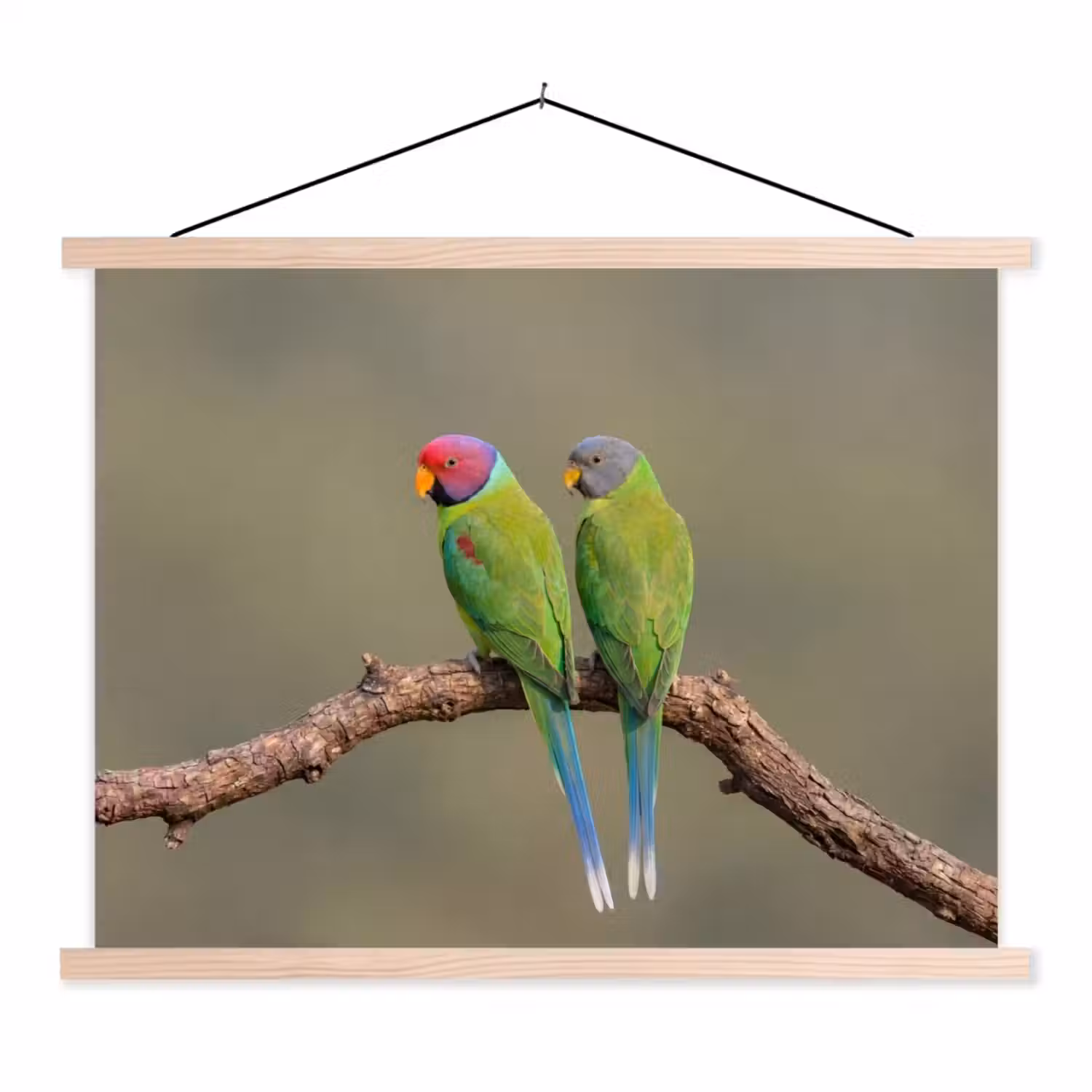 Papagaai - Tak - Natuur - Kleurrijk textielposter latten blank klein -3d