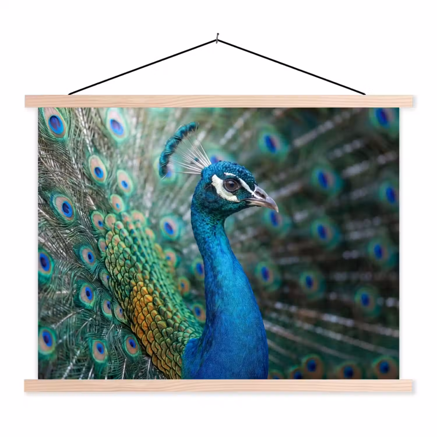 Pauw - Veren - Blauw textielposter latten blank klein -3d