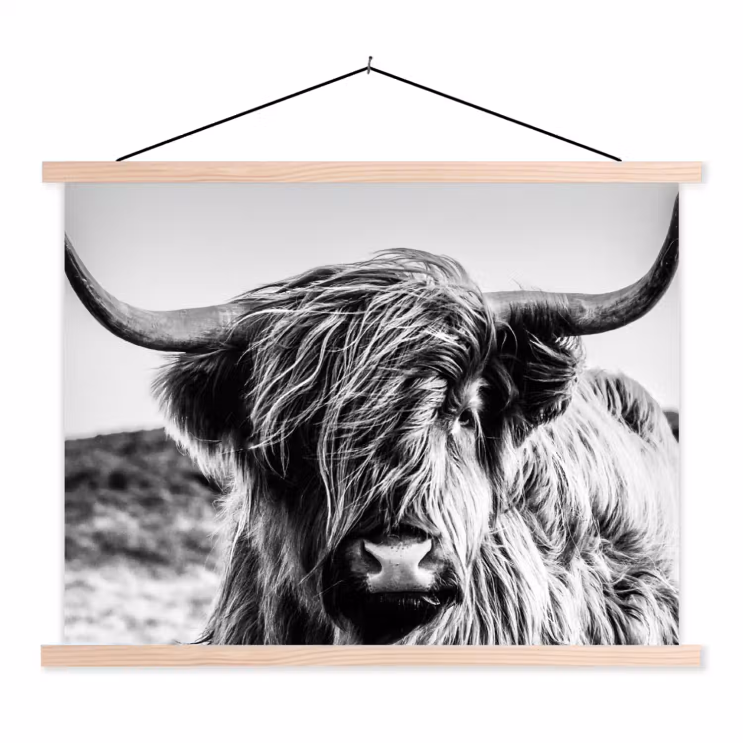 Schotse hooglander - Close up - Horens - Vacht - Zwart Wit textielposter latten blank klein -3d