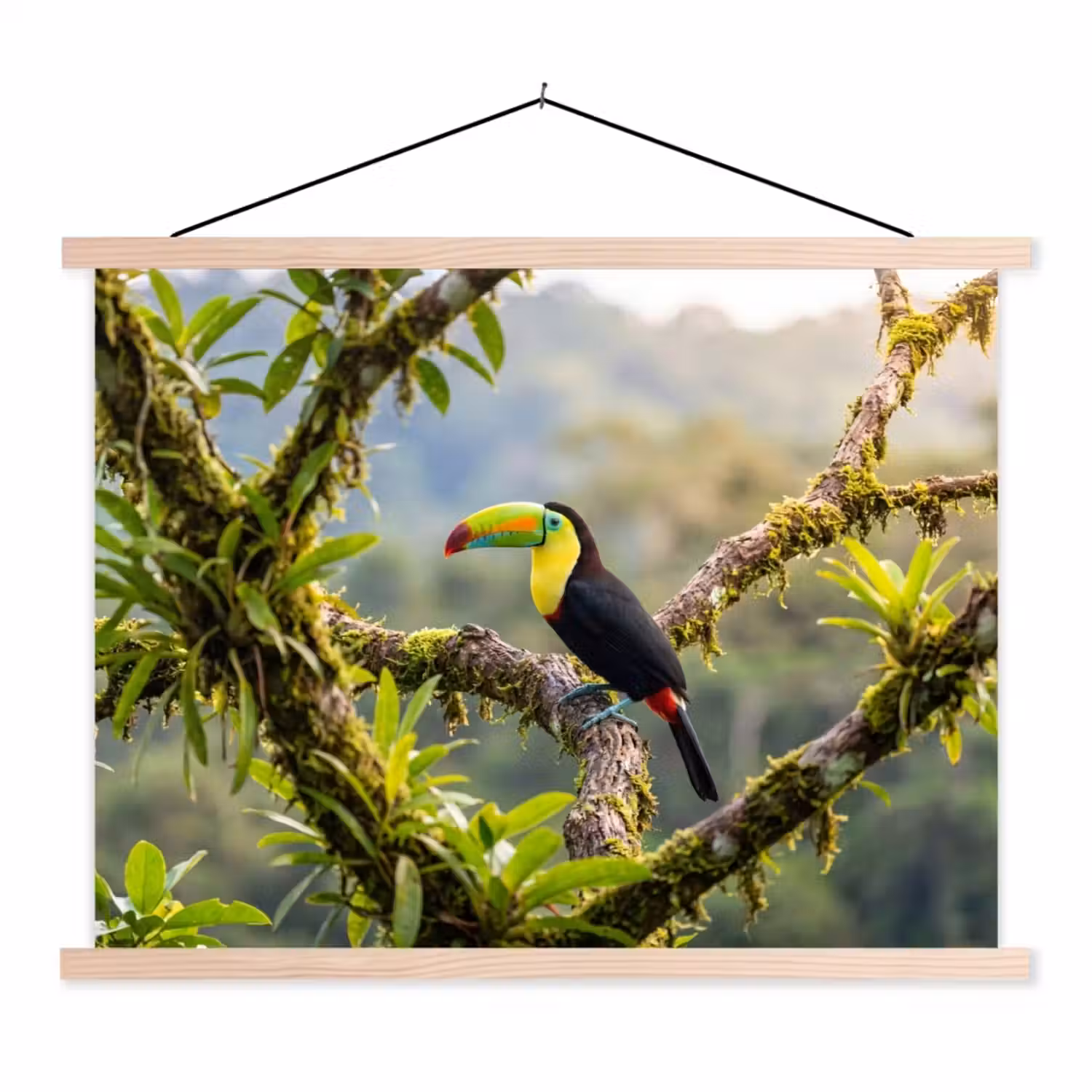 Toekan - Jungle - Natuur - Kleurrijk textielposter latten blank klein -3d