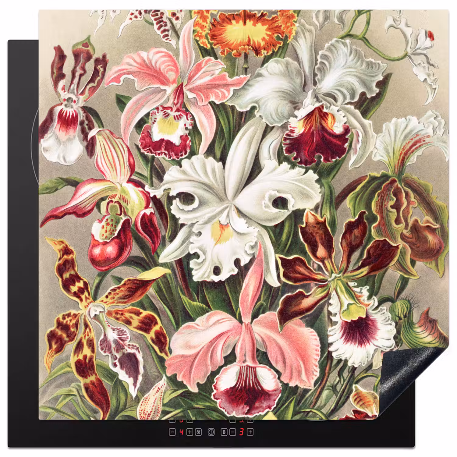 Bloemen - Ernst Haeckel - Vintage - Orchidee Inductie beschermer vinyl 3mm middel -3d