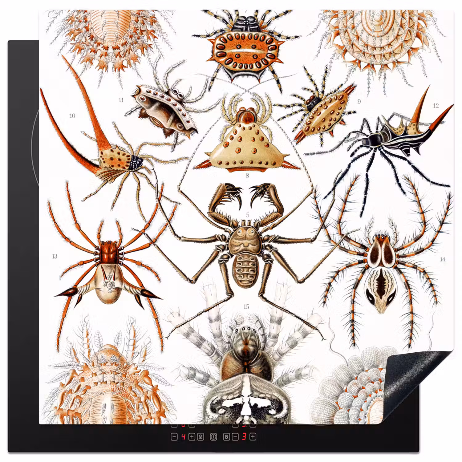 Retro - Spin - Ernst Haeckel - Spinnen Inductie beschermer vinyl 3mm middel -3d