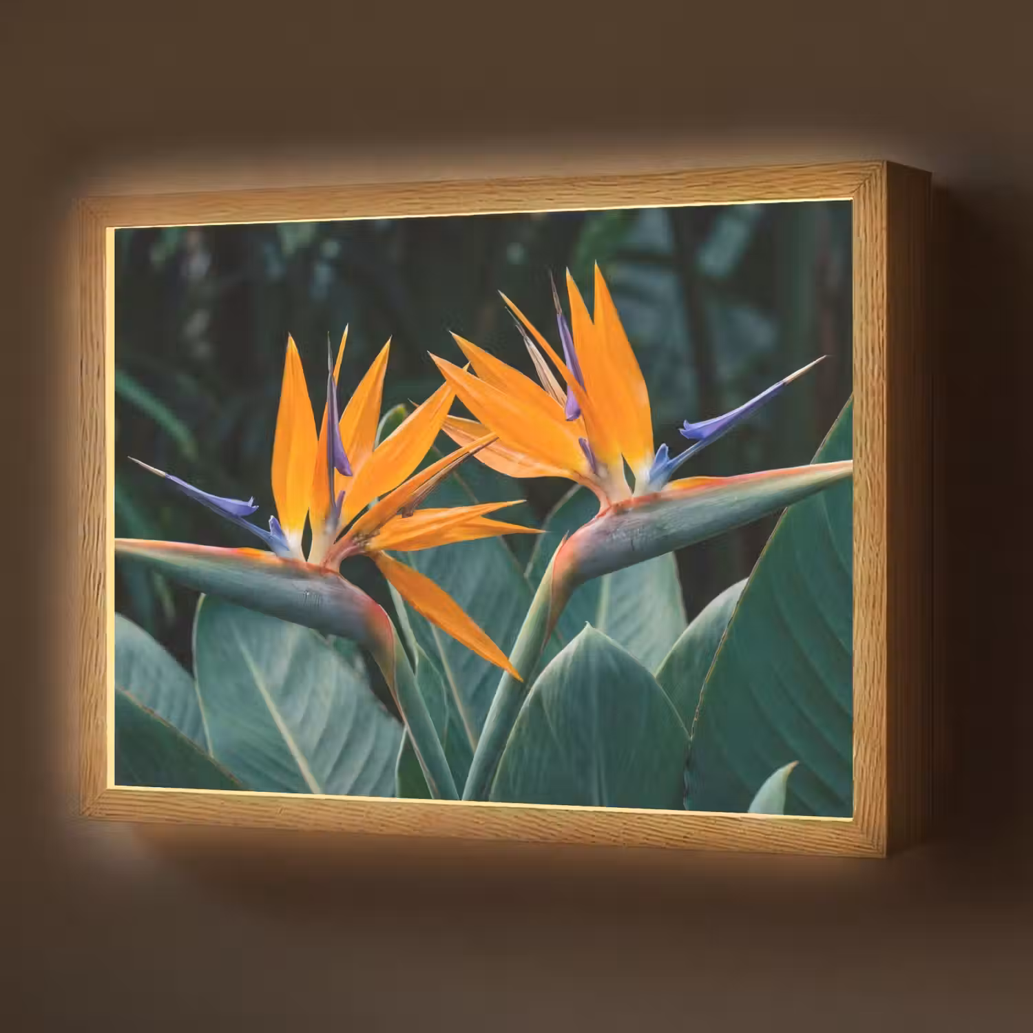 Paradijsvogel - Bloem - Exotisch Light Box met batterij (Wandlamp) middel -z3d_website