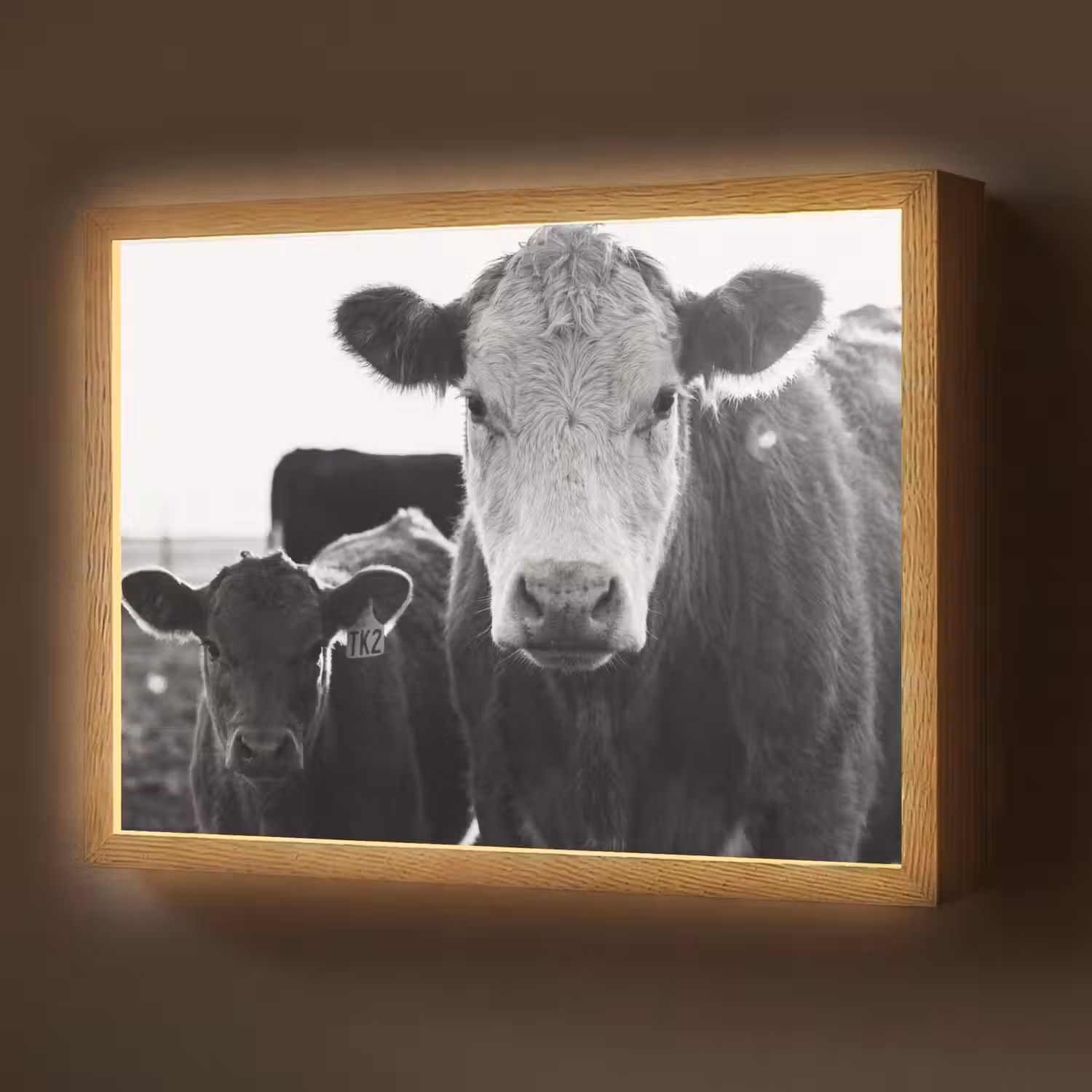 Koeien - Zwart - Wit Light Box met batterij (Wandlamp) middel -z3d_website