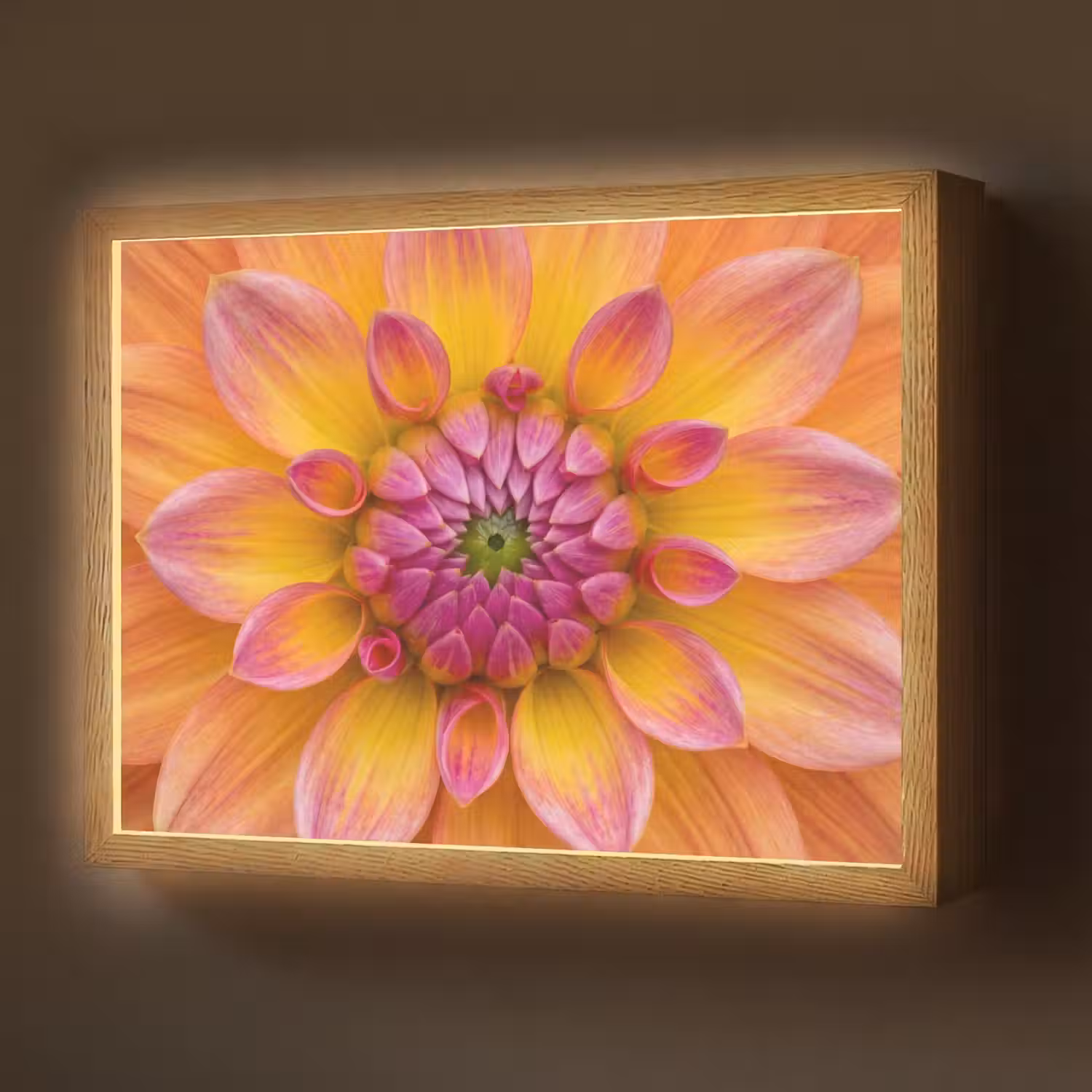 Dahlia - Bloem - Oranje Light Box met batterij (Wandlamp) middel -z3d_website