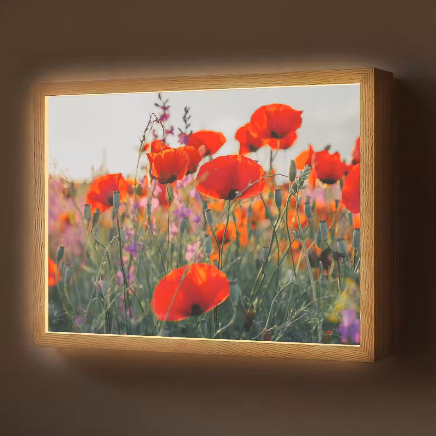 Klaproos - Bloemen - Rood - Paars - Weide Light Box met batterij (Wandlamp) middel -z3d_website