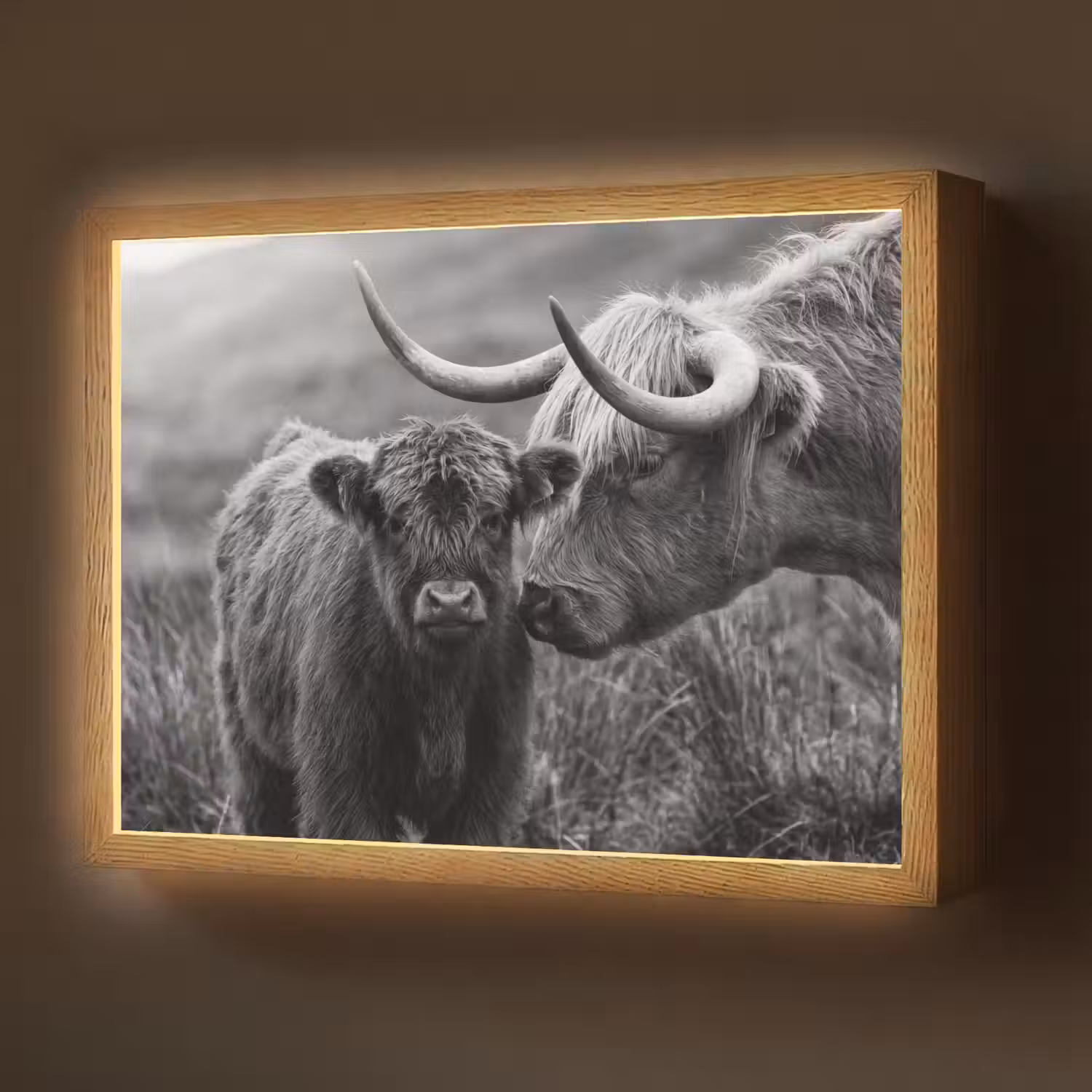Schotse hooglander - Kalf - Zwart - Wit Light Box met batterij (Wandlamp) middel -z3d_website