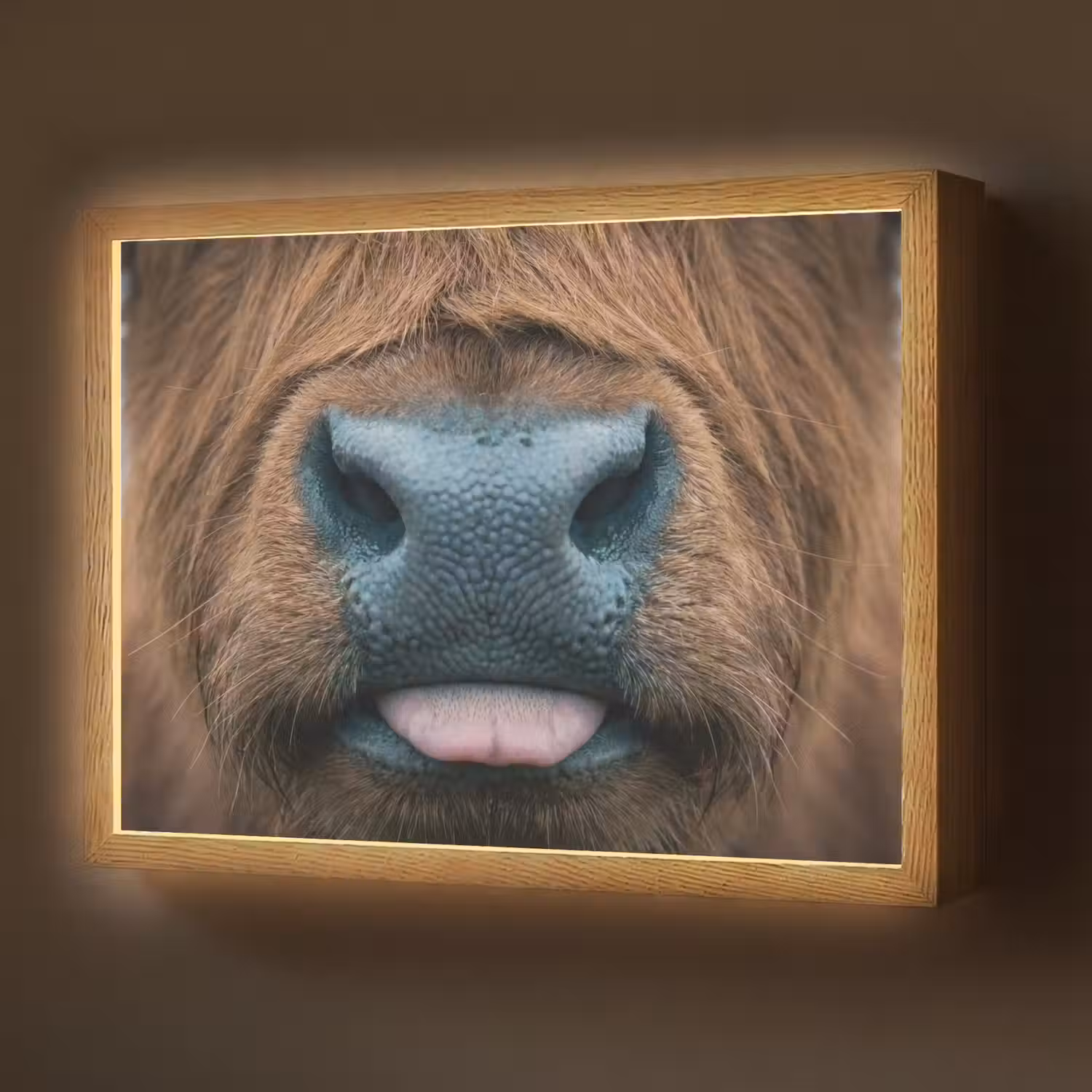 Schotse hooglander - Neus - Bruin Light Box met batterij (Wandlamp) middel -z3d_website
