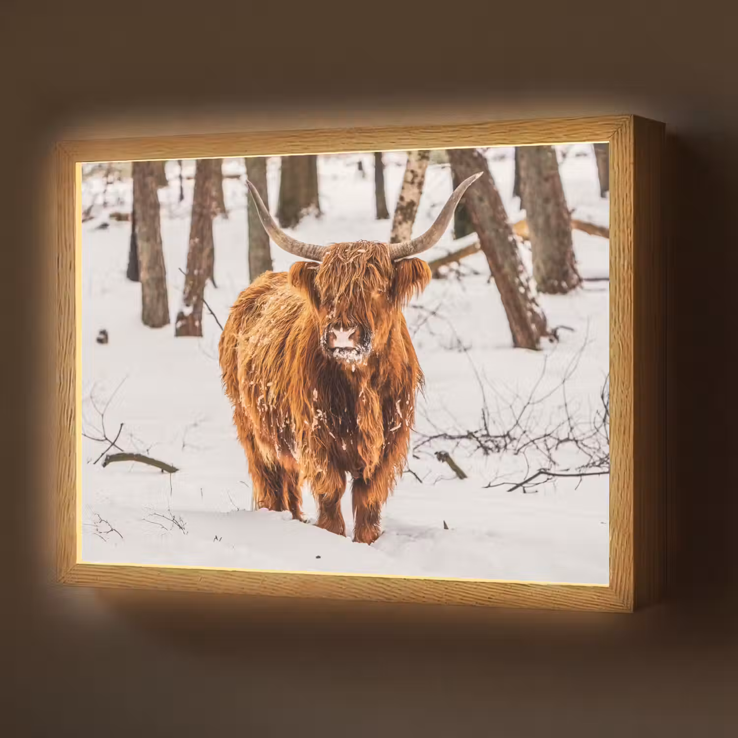 Schotse Hooglander - Sneeuw - Winter - Natuur - Dieren Light Box met batterij (Wandlamp) middel -z3d_website