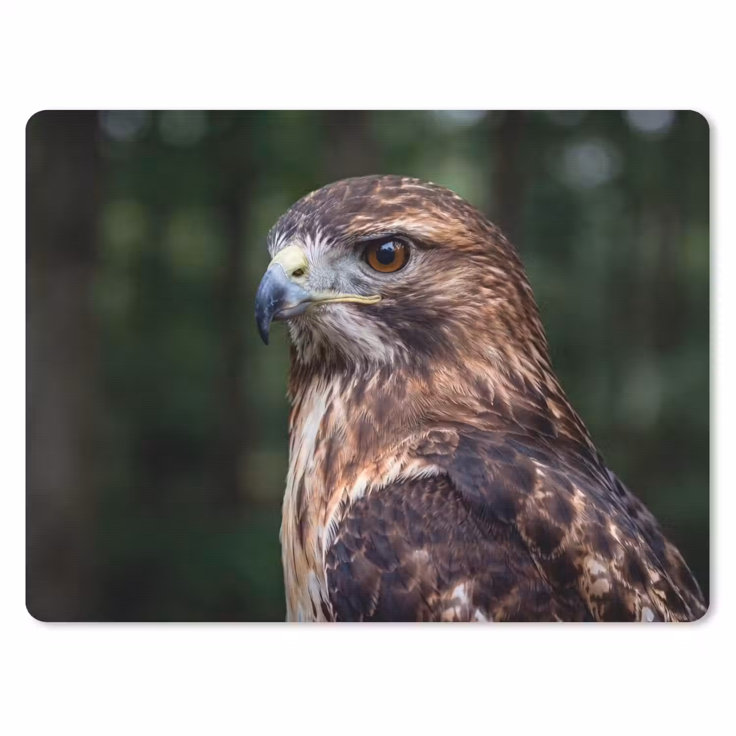 Buizerd - Roofvogel - Natuur - Bruin muismat rubber klein -3d