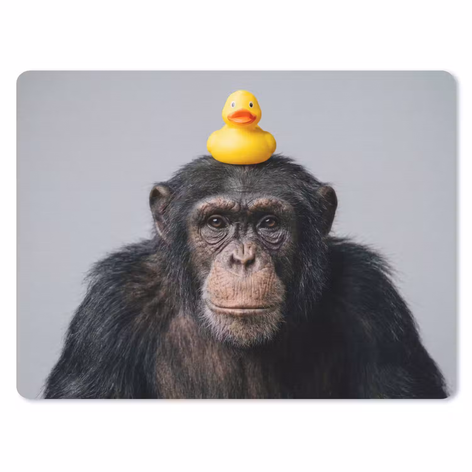 Chimpansee - Badeend - Grijs muismat rubber klein -3d
