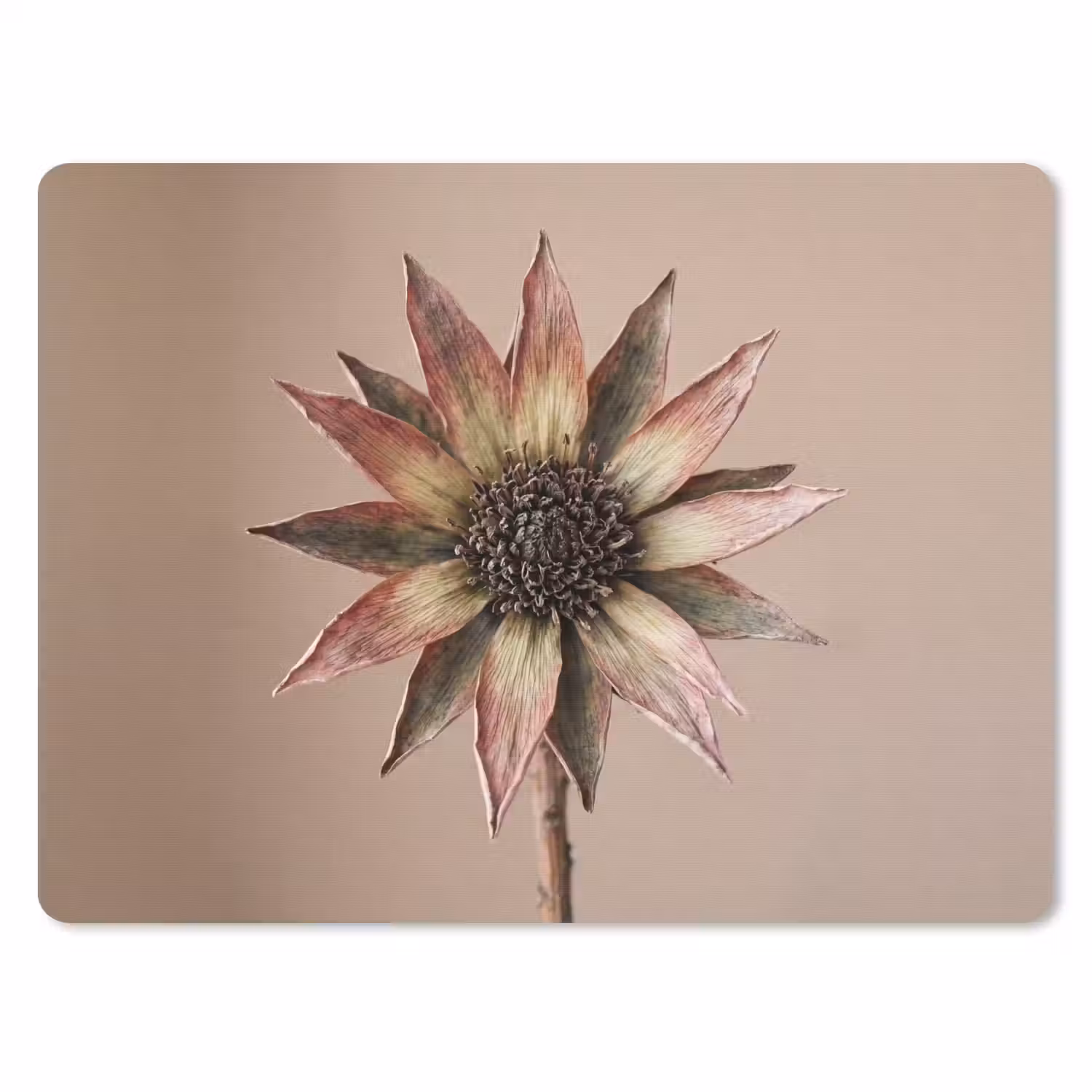Droogbloem - Protea - Vintage - Beige - Rustiek muismat rubber klein -3d