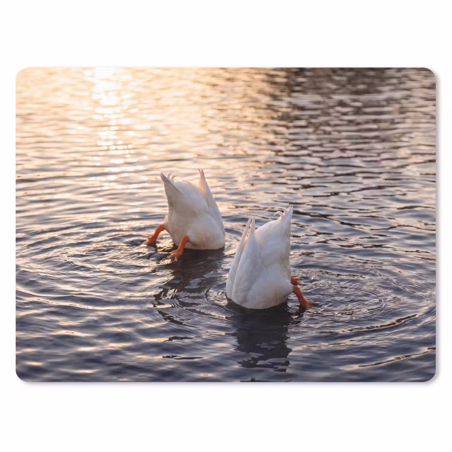 Eenden - Water - Natuur muismat rubber klein -3d