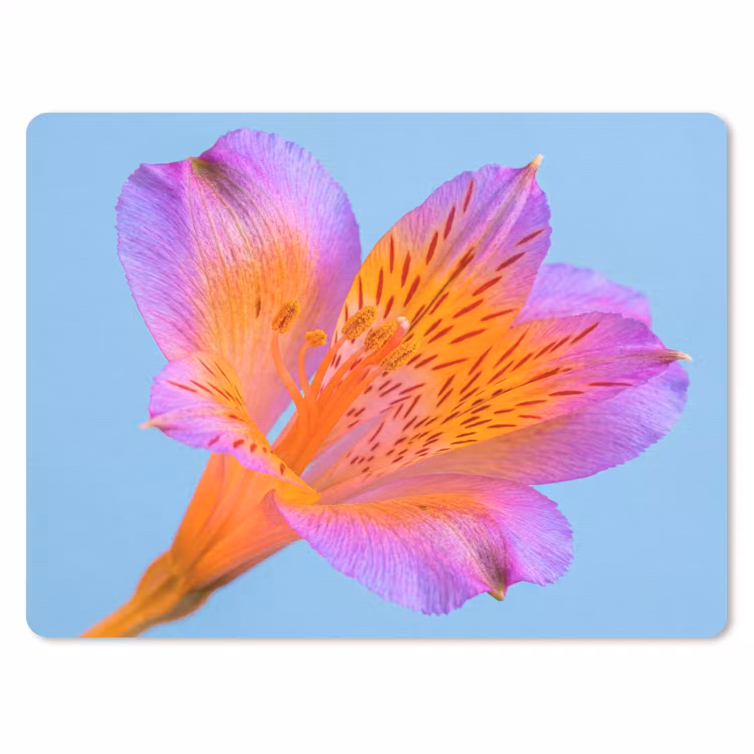 Bloem - Detail - Kleurrijk muismat rubber klein -3d