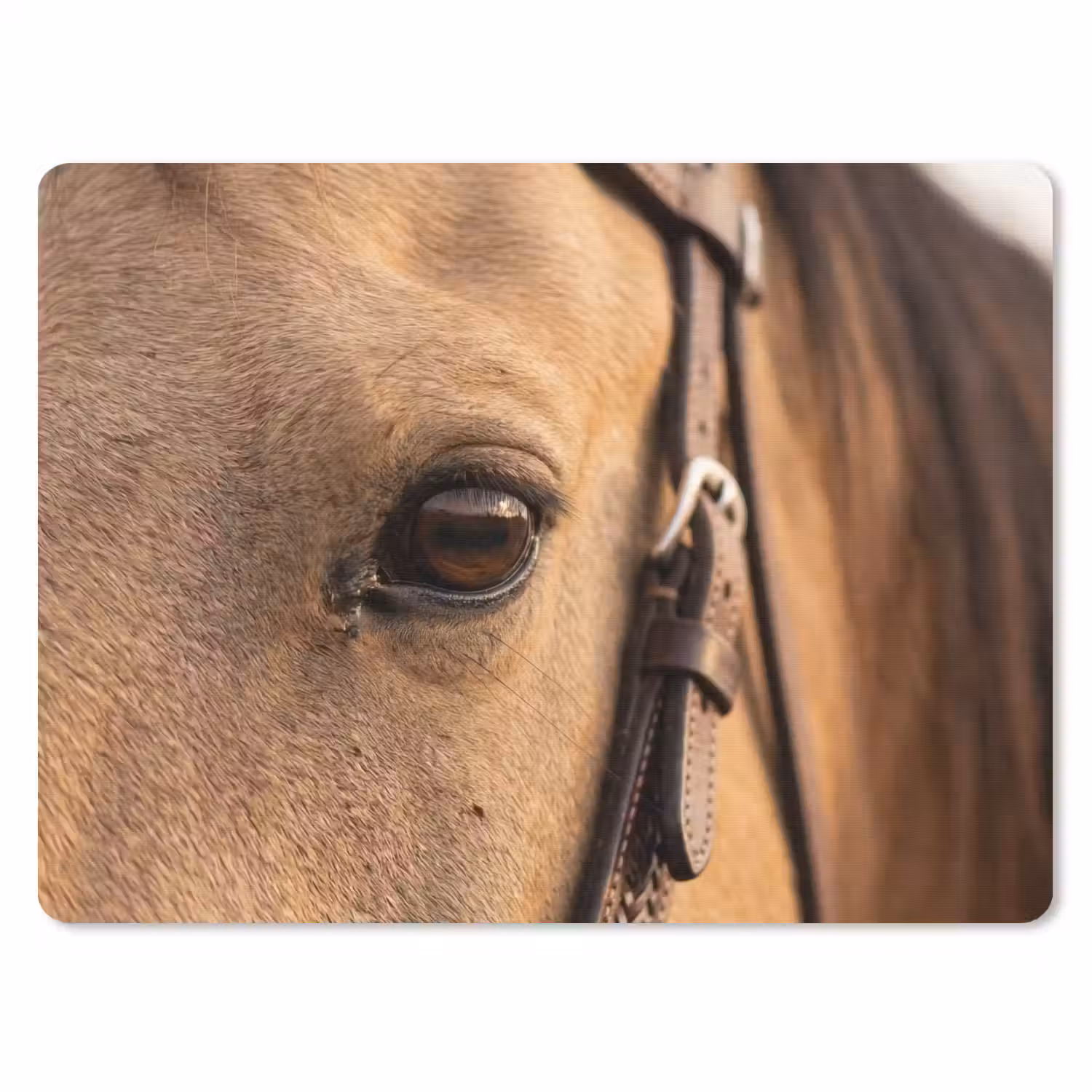 Paard - Oog - Bruin muismat rubber klein -3d