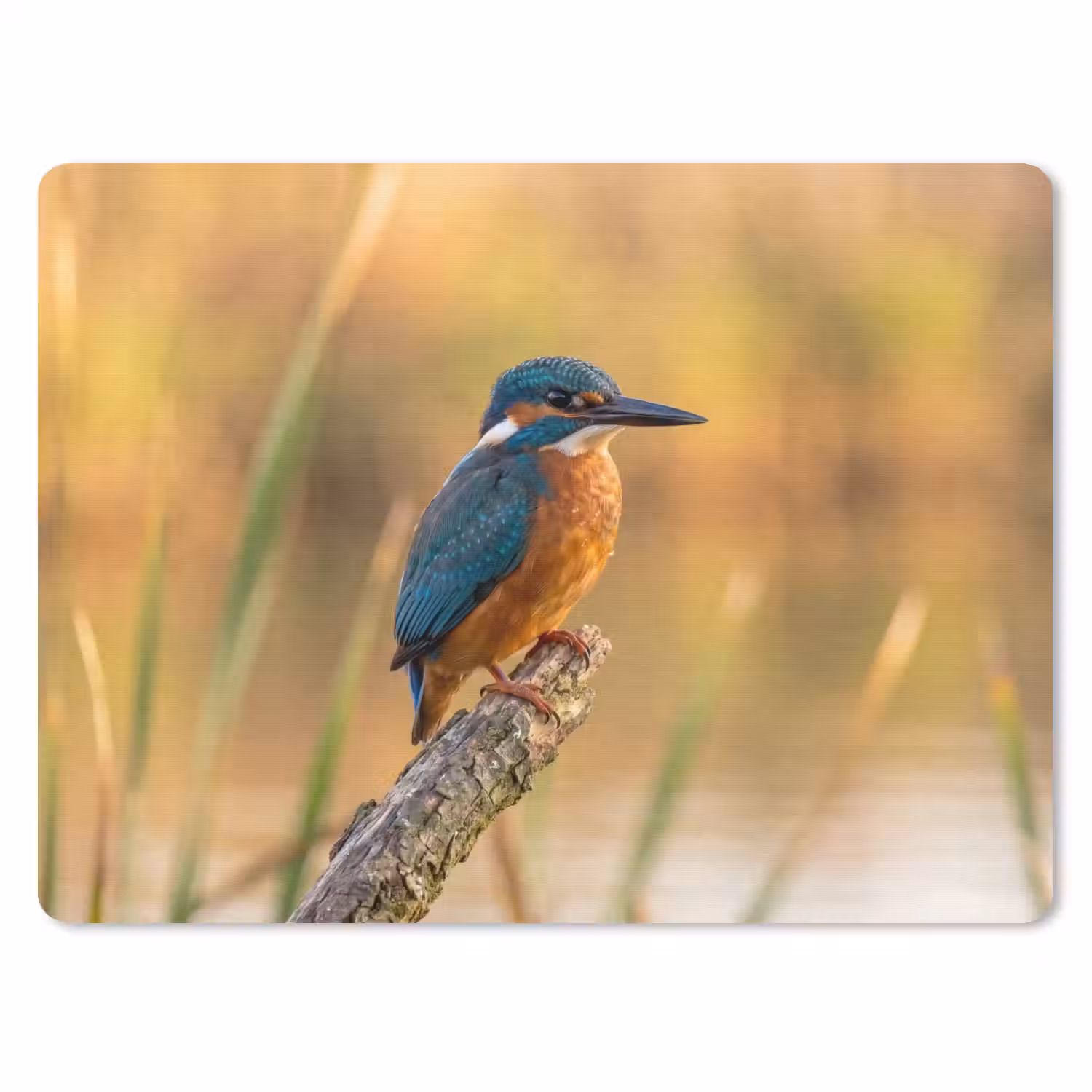 IJsvogel - Tak - Water - Kleurrijk - Levendig muismat rubber klein -3d