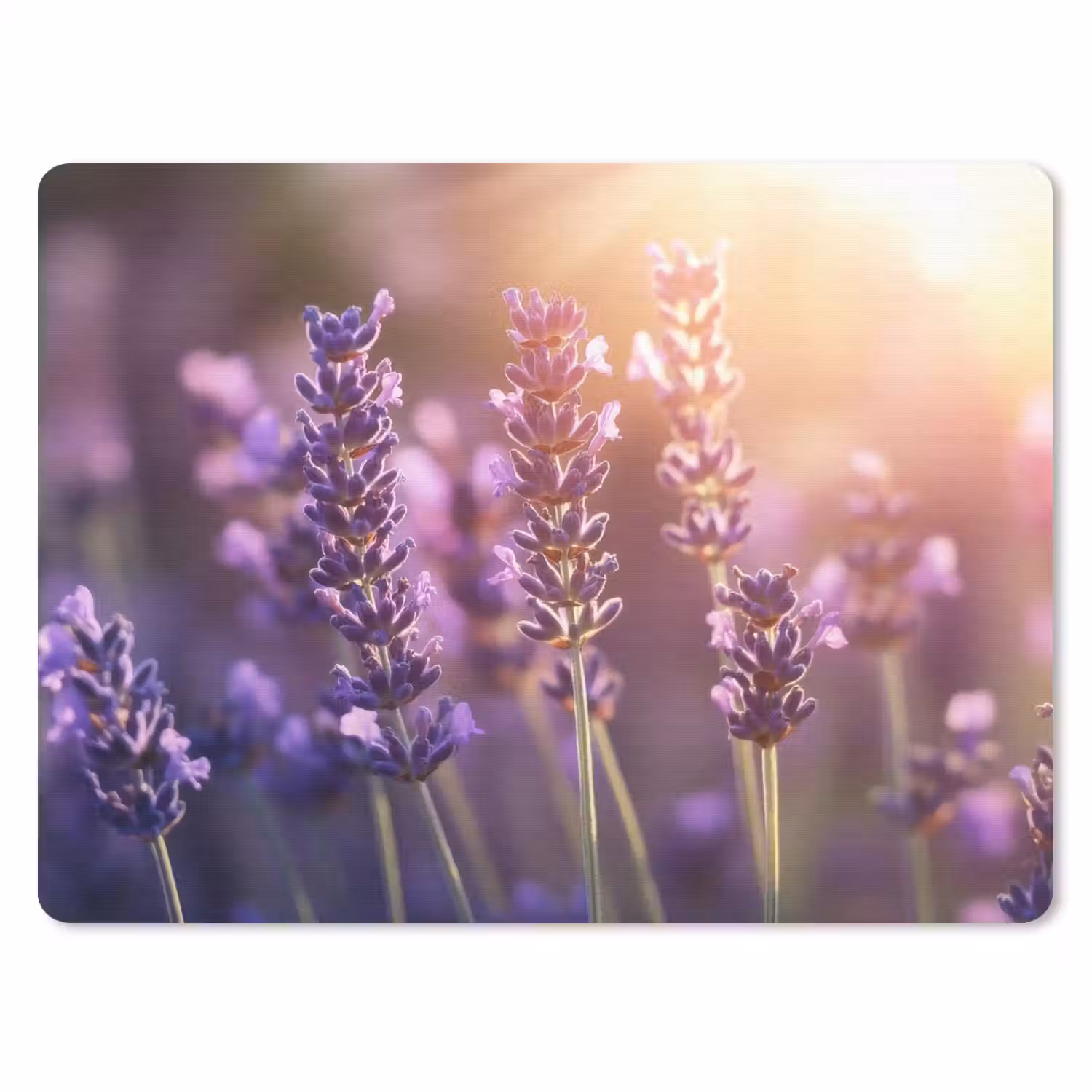 Lavendelbloemen - Paars - Zonlicht muismat rubber klein -3d
