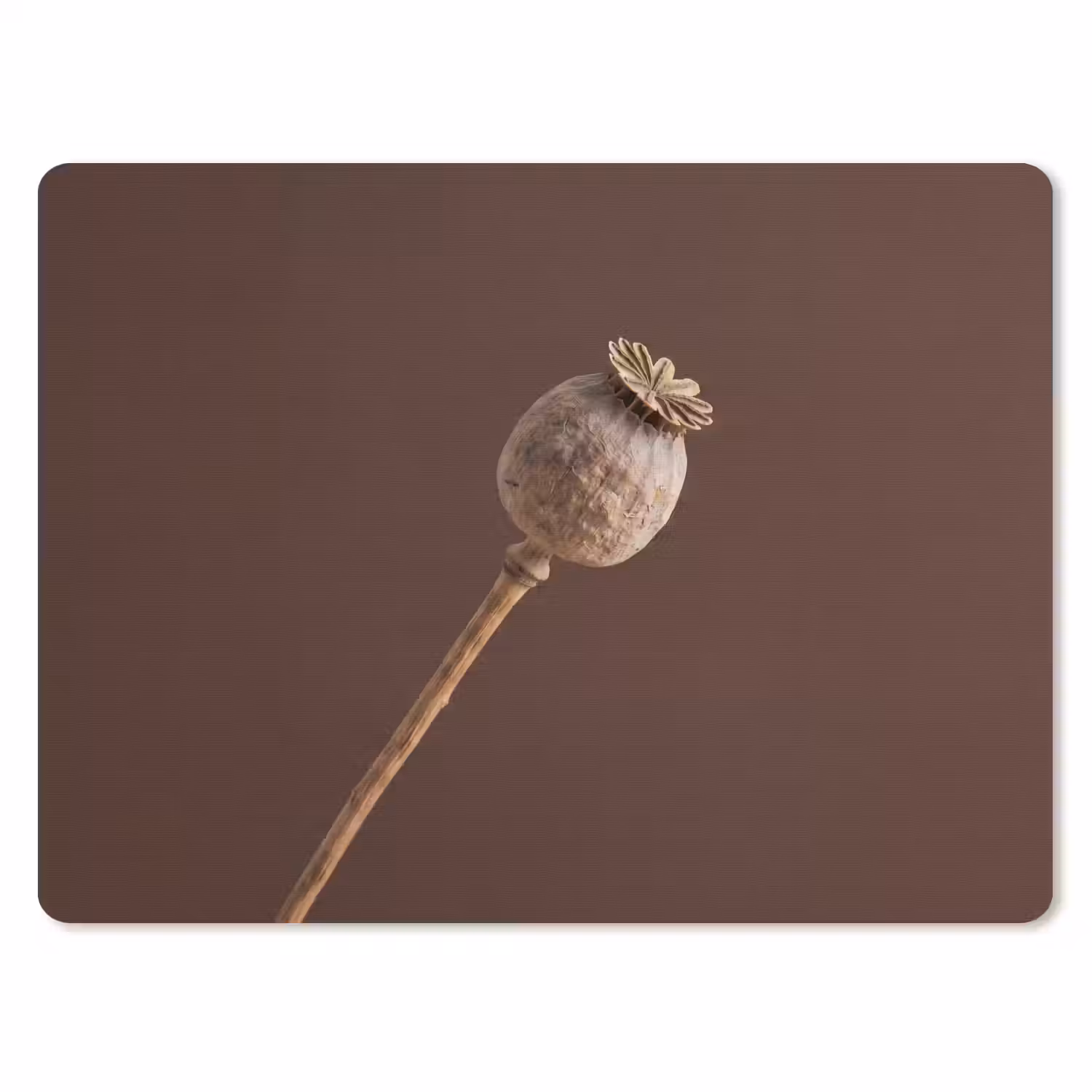 Papaverbol - Droogbloem - Bruin - Minimalistisch muismat rubber klein -3d