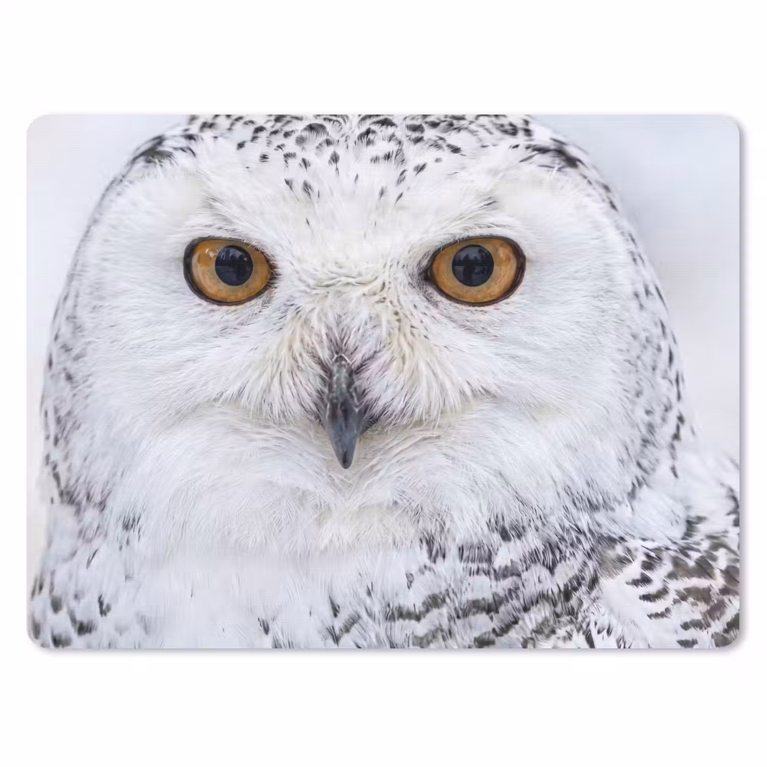 Sneeuwuil - Oog - Wildlife - Wit muismat rubber klein -3d