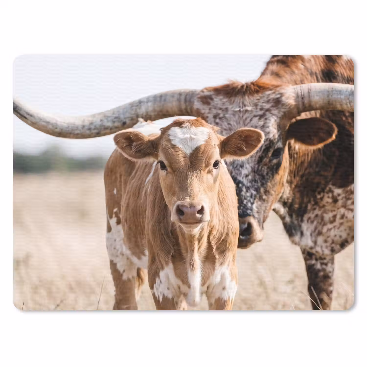 Texas Longhorn - Kalf - Weide - Dieren muismat rubber klein -3d