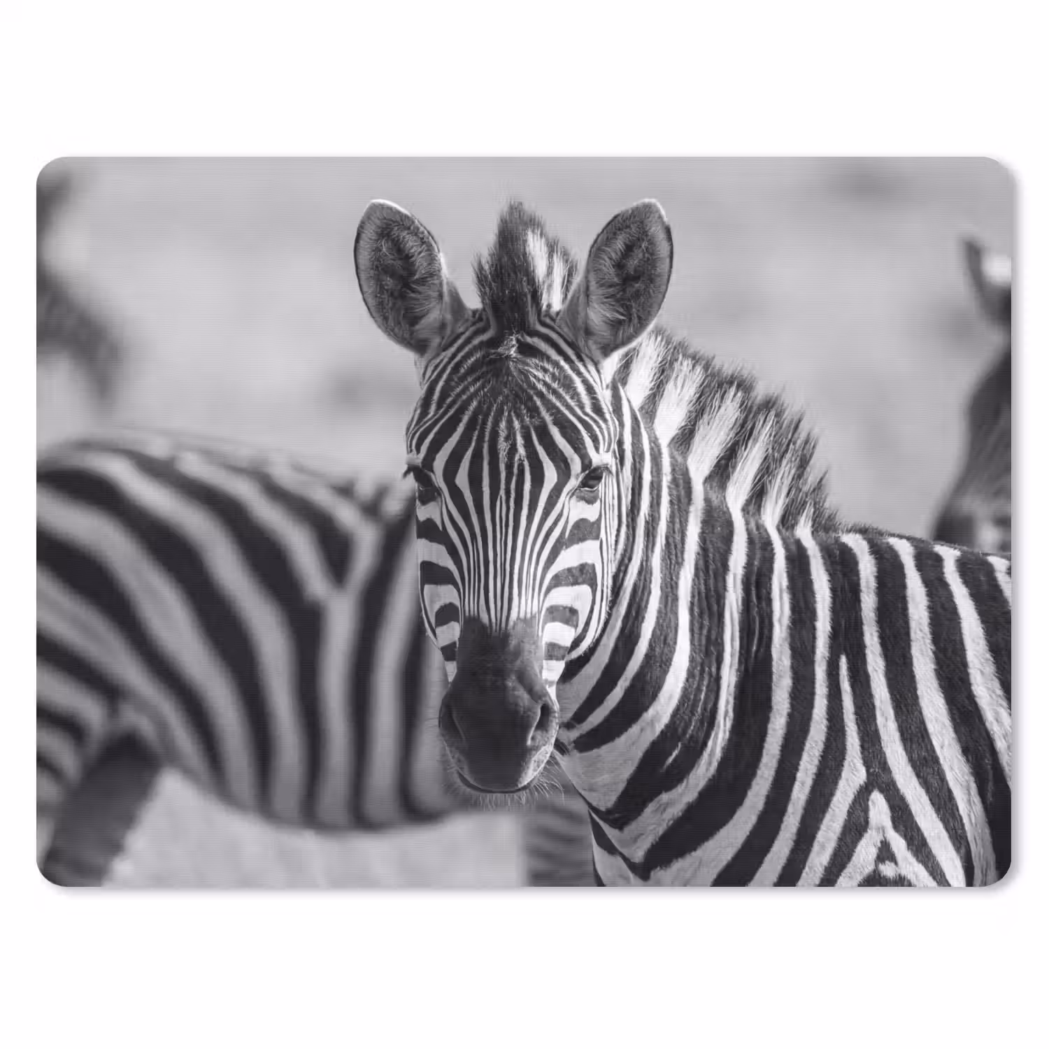 Zebra's - Zwart - Wit muismat rubber klein -3d