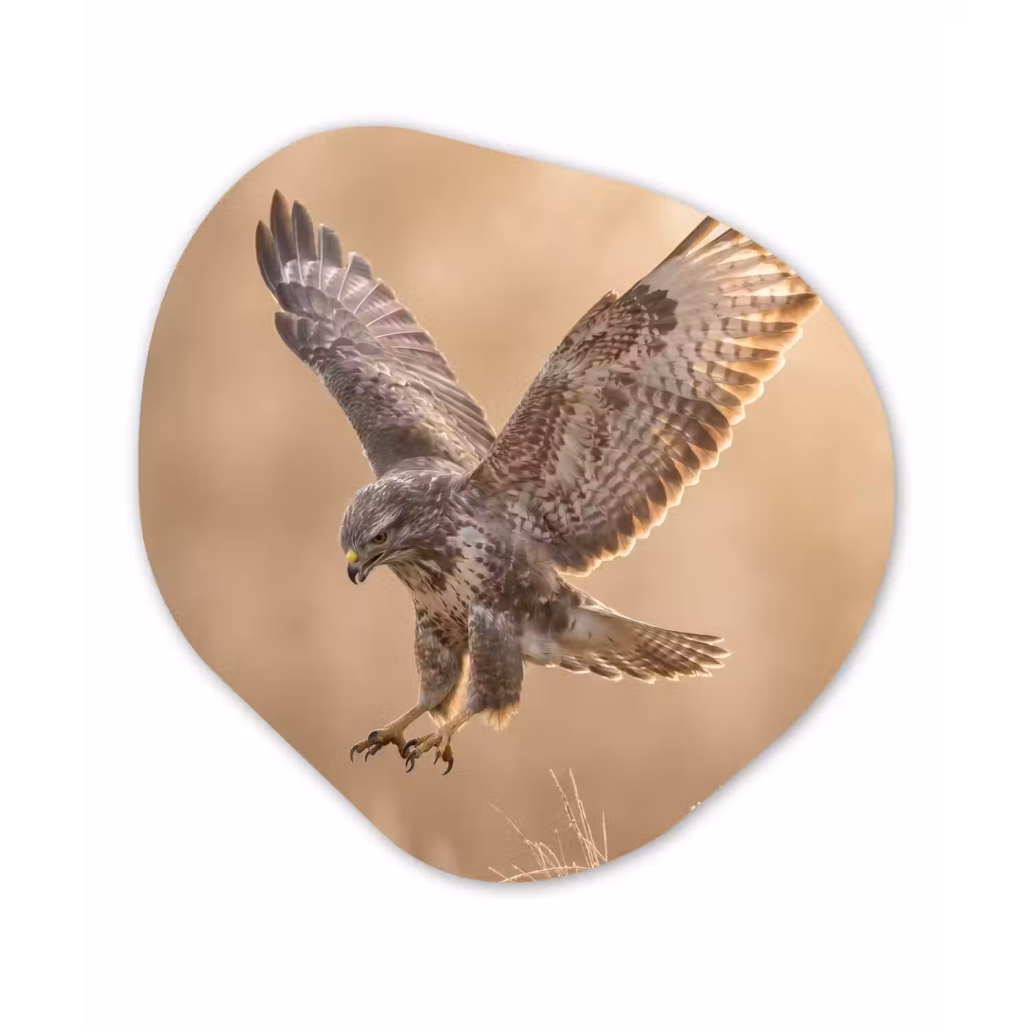 Buizerd - Roofvogel - Natuur - Bruin Wandcirkel Organisch Forex 3mm klein -3d