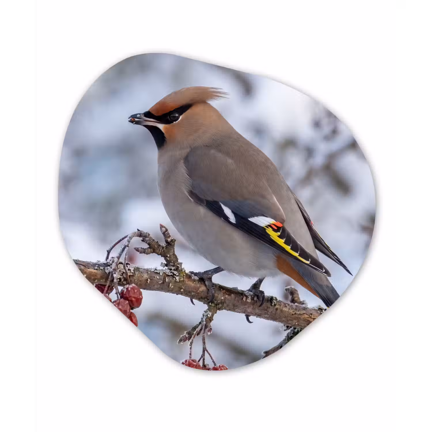 Pestvogel - Bessen - Winter - Natuur Wandcirkel Organisch Forex 3mm klein -3d