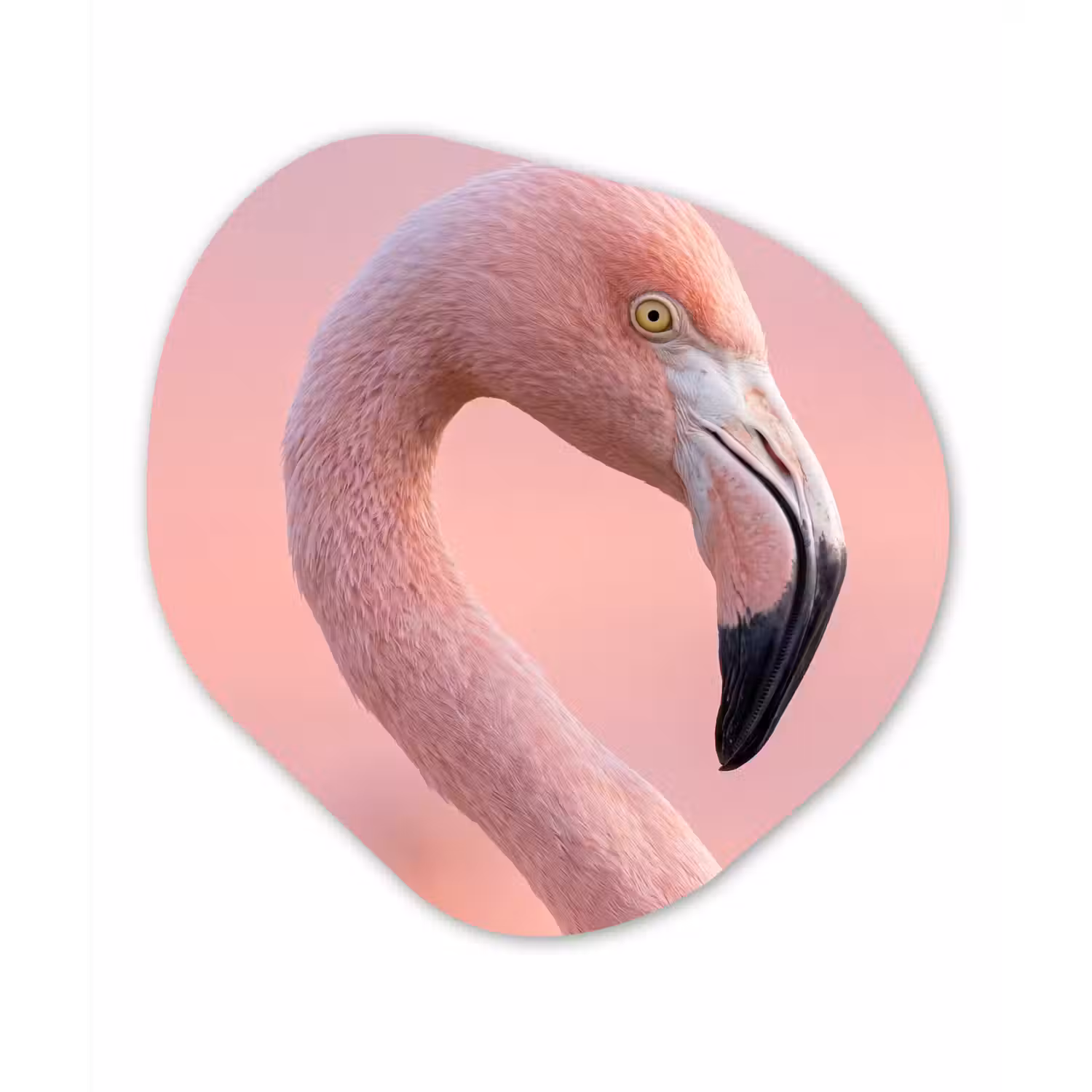 Flamingo - Portret - Roze Wandcirkel Organisch Forex 3mm klein -3d