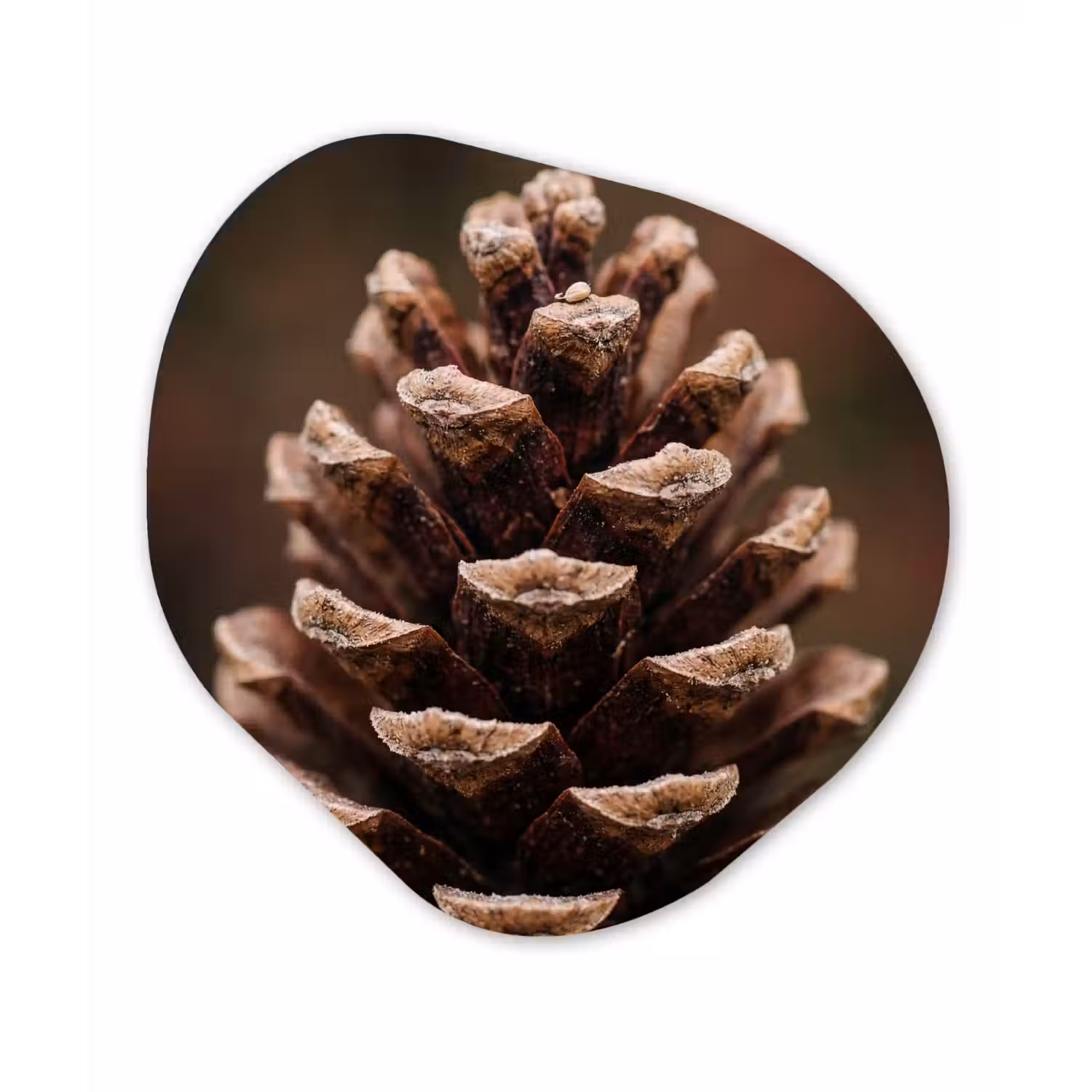 Dennenappel - Bos - Herfst - Bruin - Sfeervol Wandcirkel Organisch Forex 3mm klein -3d