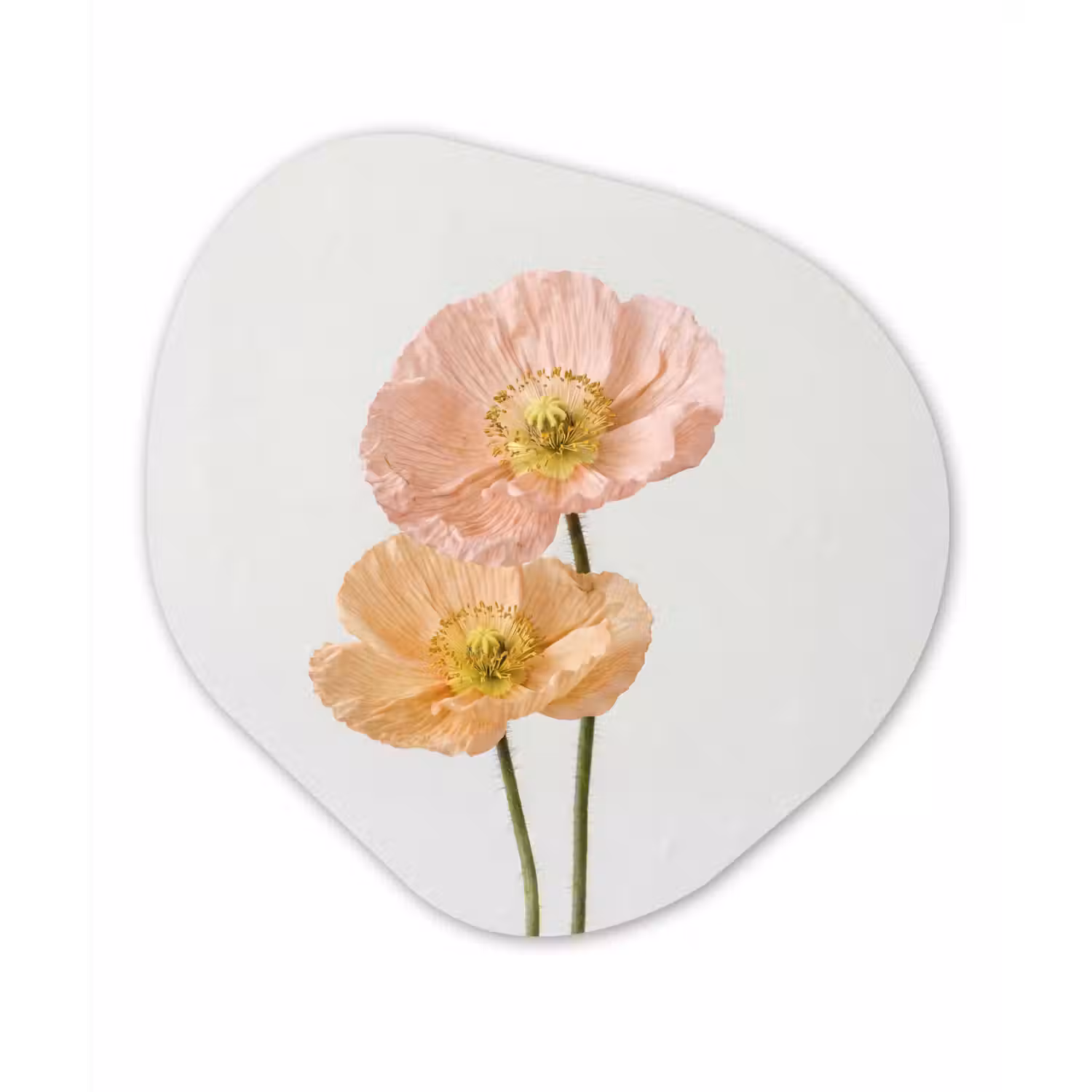 Papavers - Botanisch - Roze Wandcirkel Organisch Forex 3mm klein -3d
