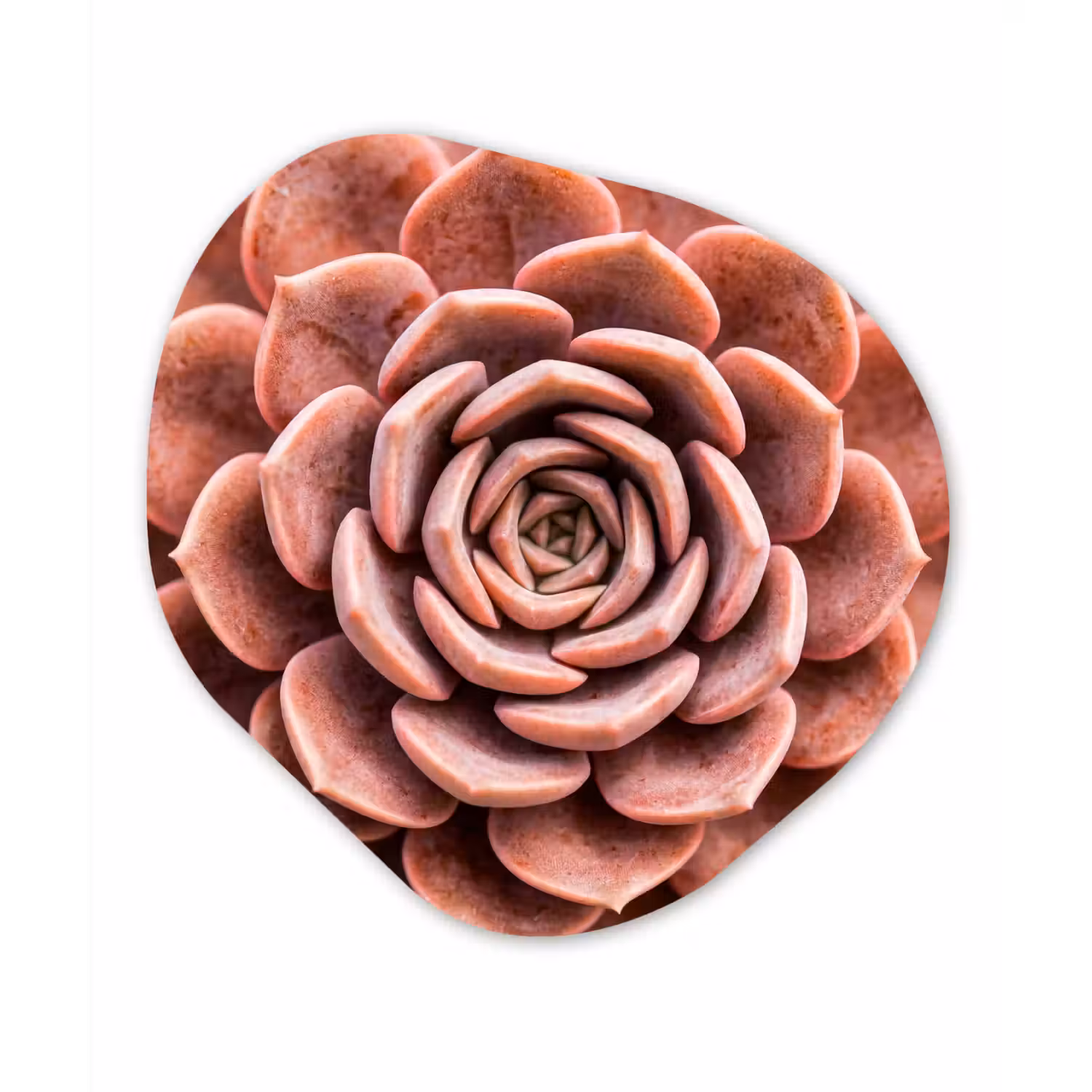 Vetplant - Organisch - Roze Wandcirkel Organisch Forex 3mm klein -3d
