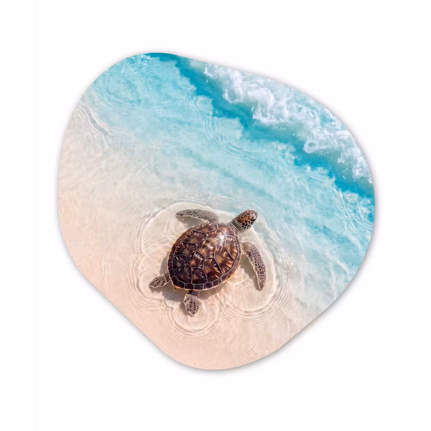 Schildpad - Helder water - Strand - Dieren - Natuur Wandcirkel Organisch Forex 3mm klein -3d