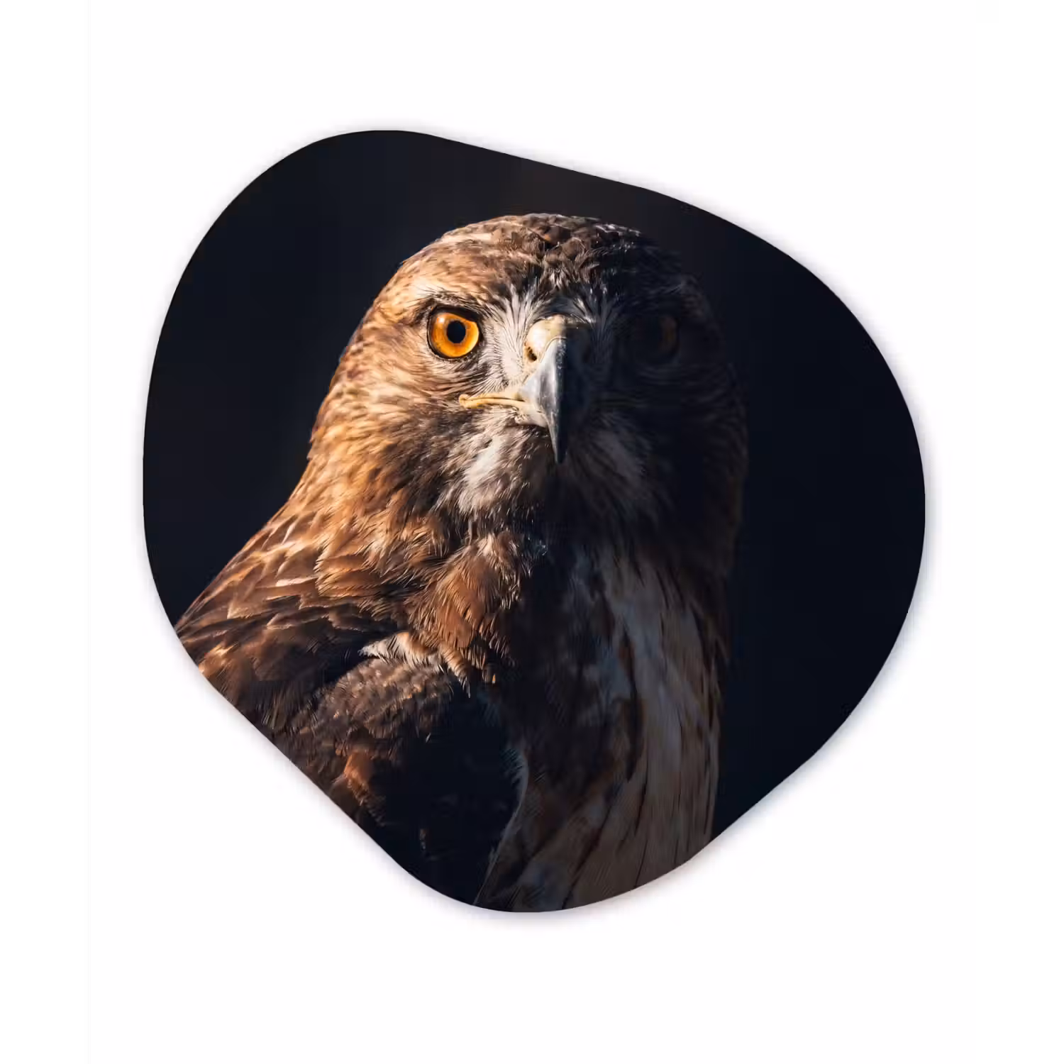 Roofvogel - Buizerd - Bruin Wandcirkel Organisch Aluminium middel -3d