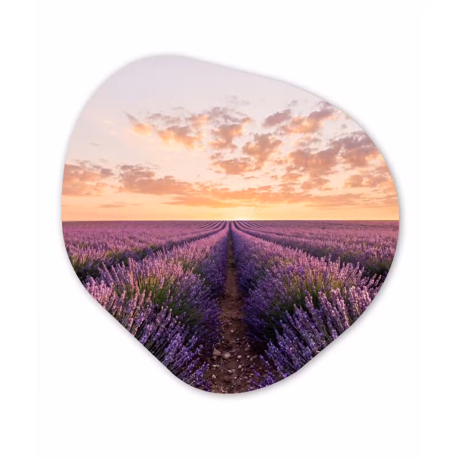 Landschap - Lavendelveld - Paars Wandcirkel Organisch Aluminium middel -3d