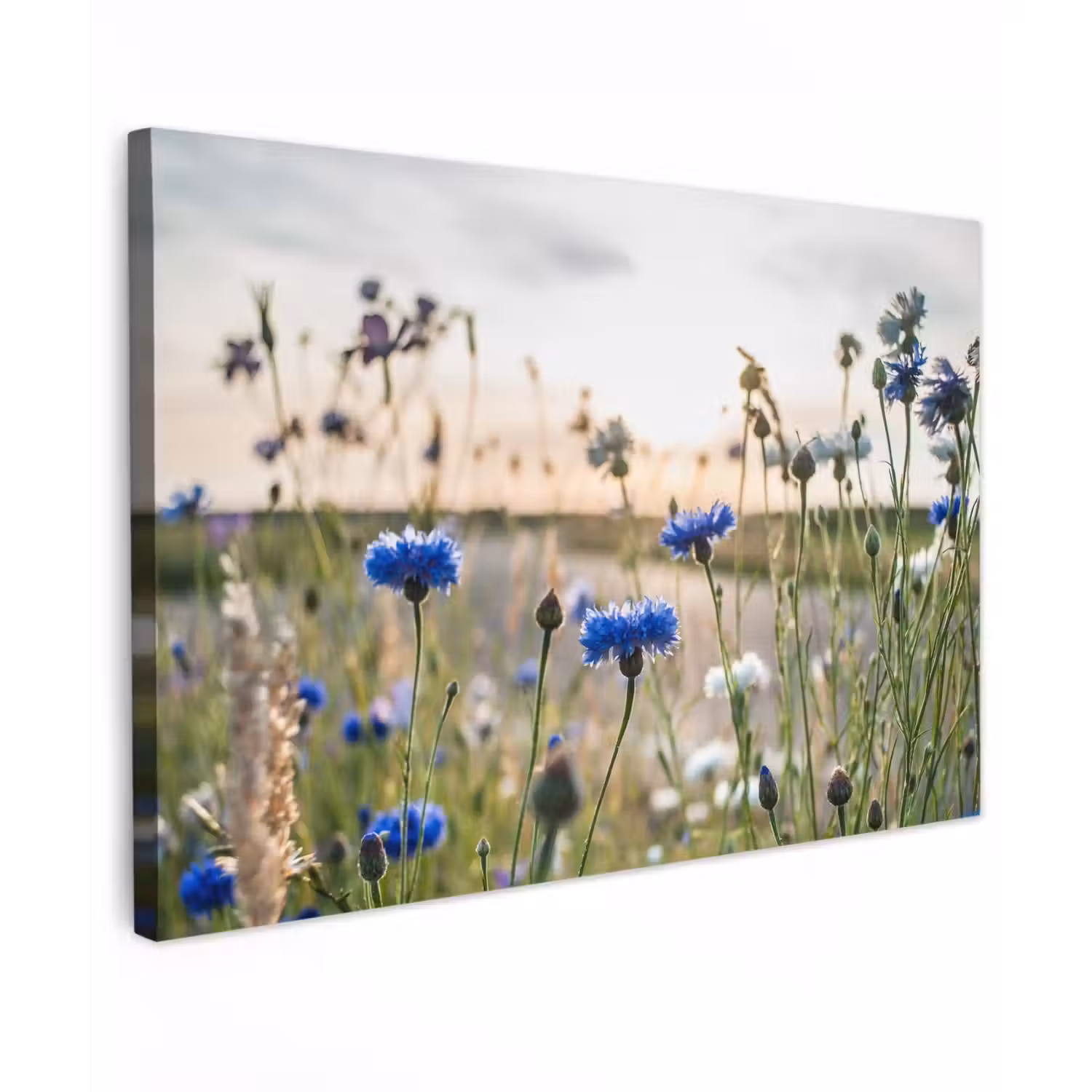 Korenbloemen in het avondlicht Tuinposter op houten frame 2 cm dik klein -3d