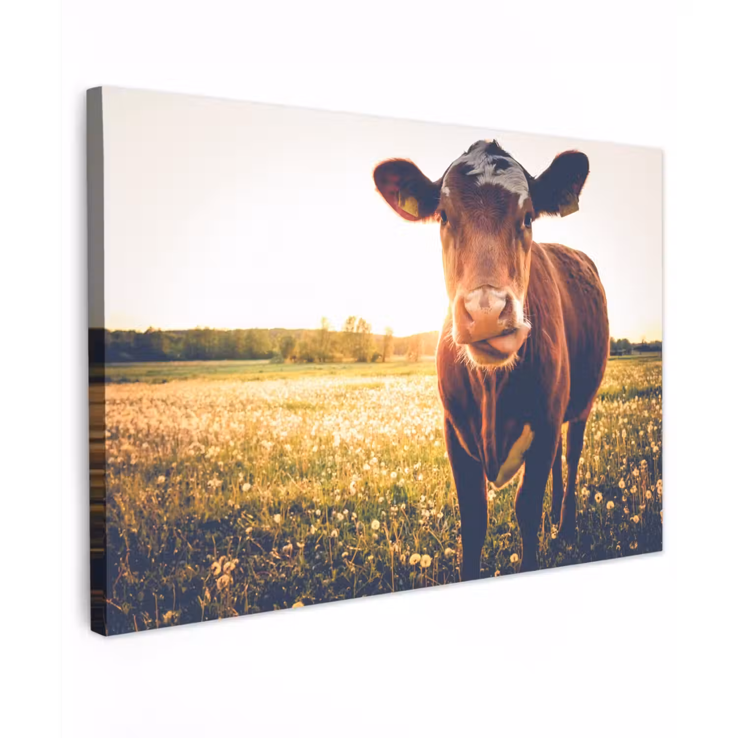 Koe bij zonsondergang op een veld vol paardenbloemen Tuinposter op houten frame 2 cm dik klein -3d