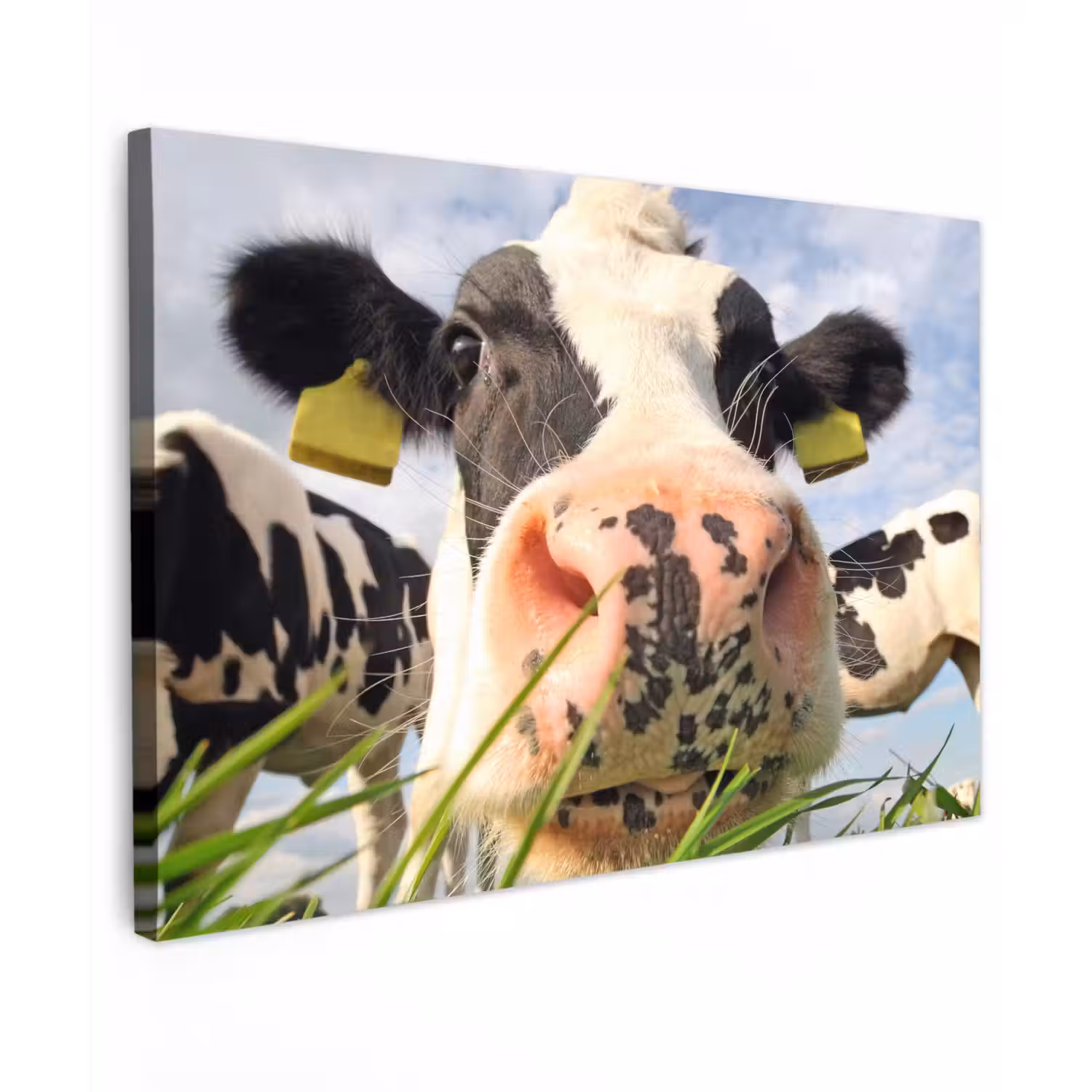 Koe - Boerderij - Gras - Dieren Tuinposter op houten frame 2 cm dik klein -3d