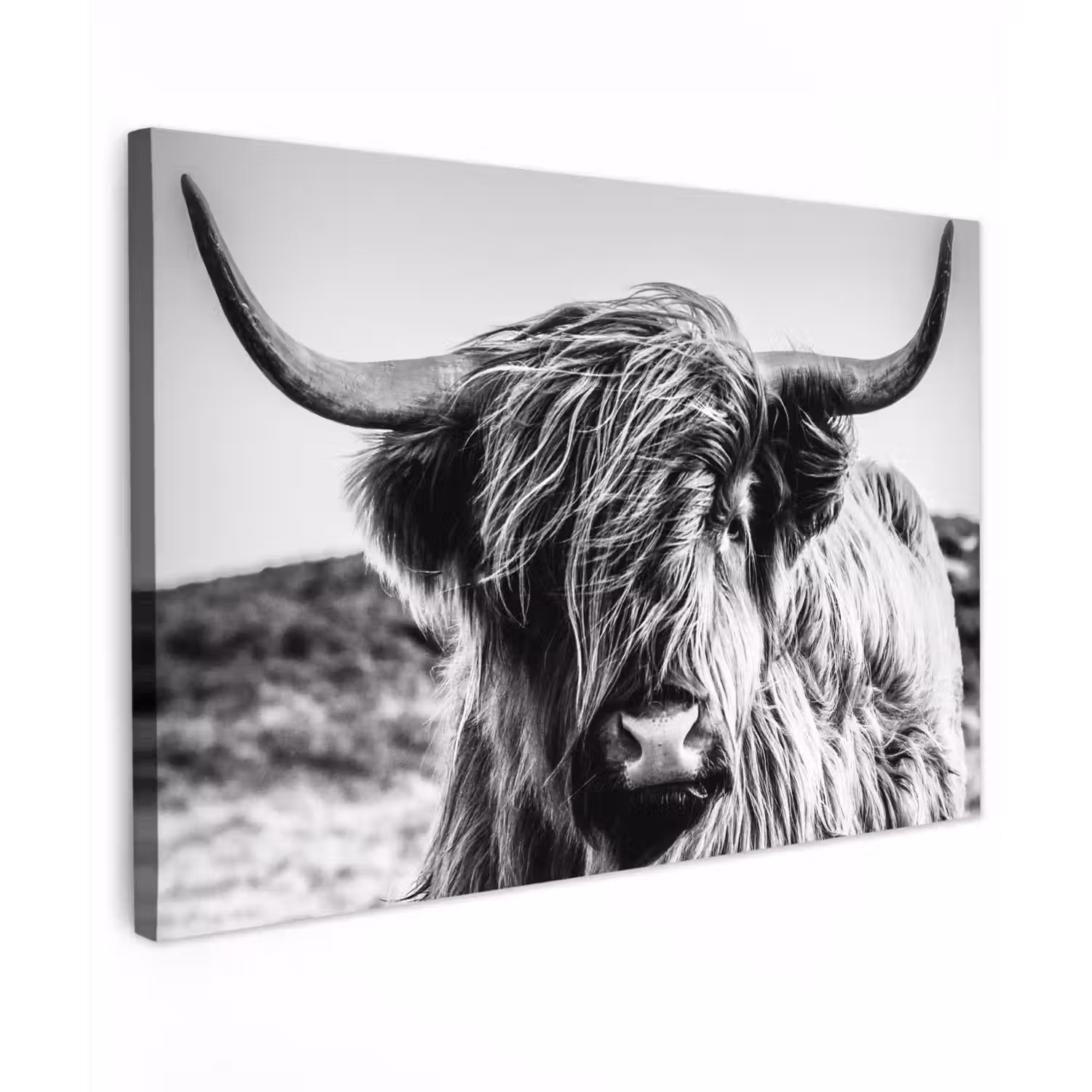 Koe - Schotse hooglander - Zwart - Wit - Dier - Natuur - Wild Tuinposter op houten frame 2 cm dik klein -3d