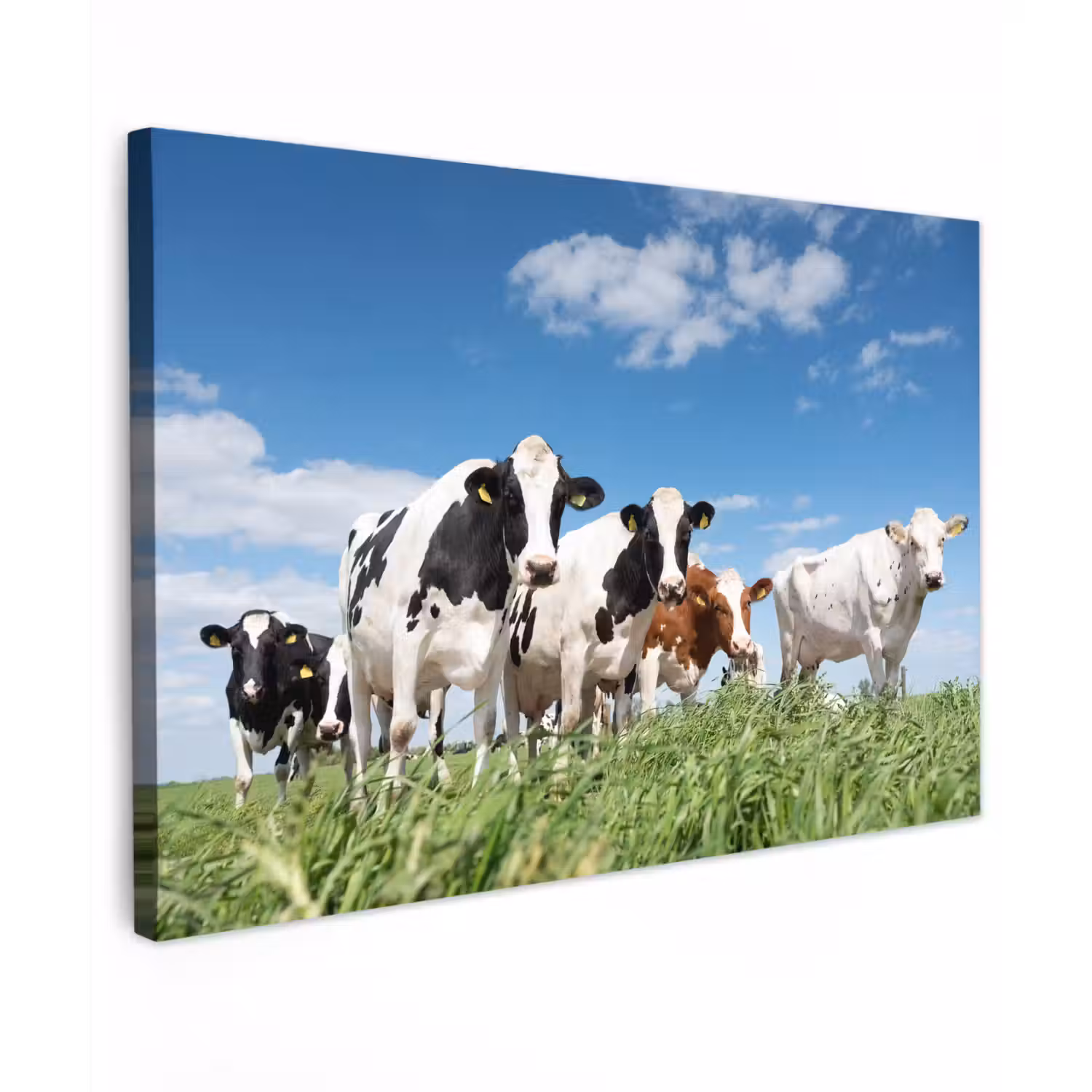 Koeien - Platteland - Weiland - Natuur - Dieren Tuinposter op houten frame 2 cm dik klein -3d
