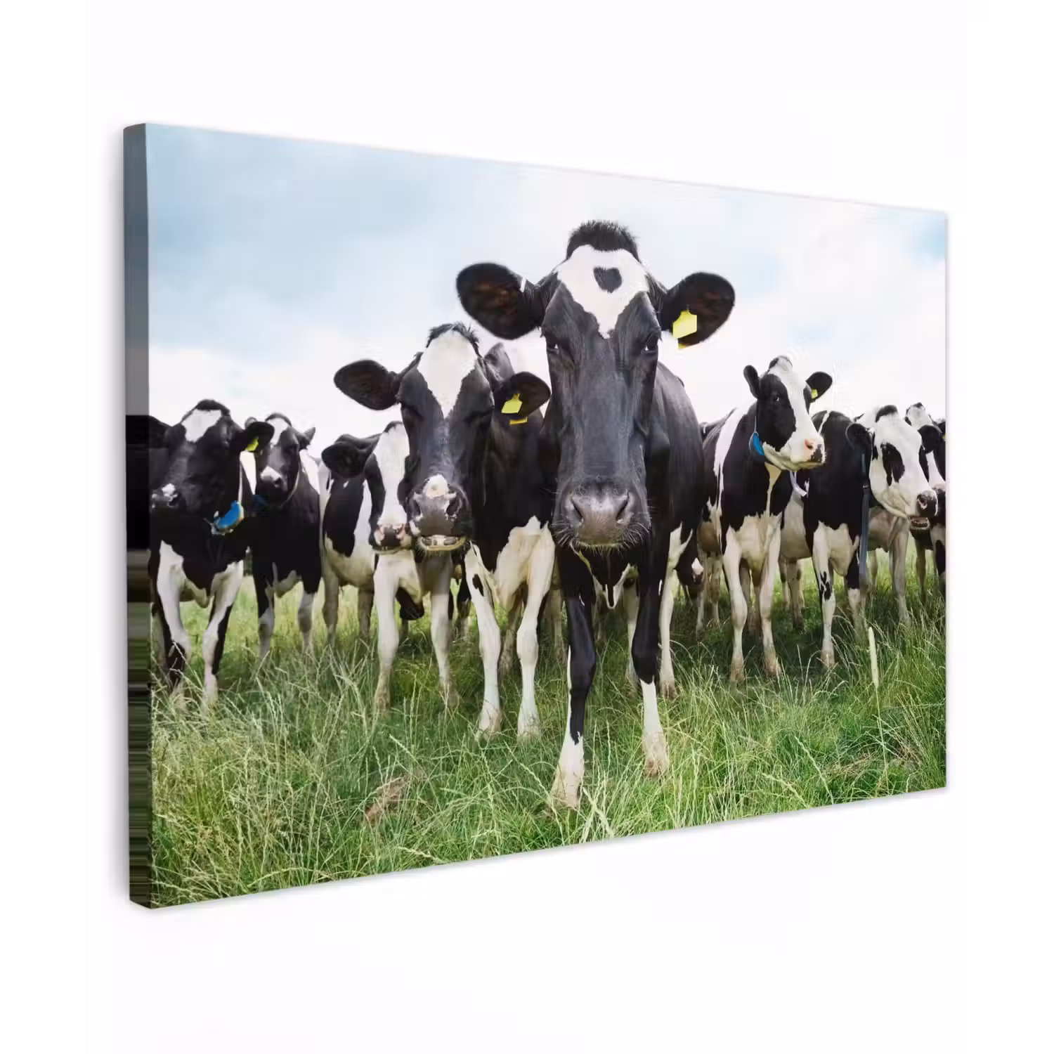 Nieuwsgierige koeien Tuinposter op houten frame 2 cm dik klein -3d