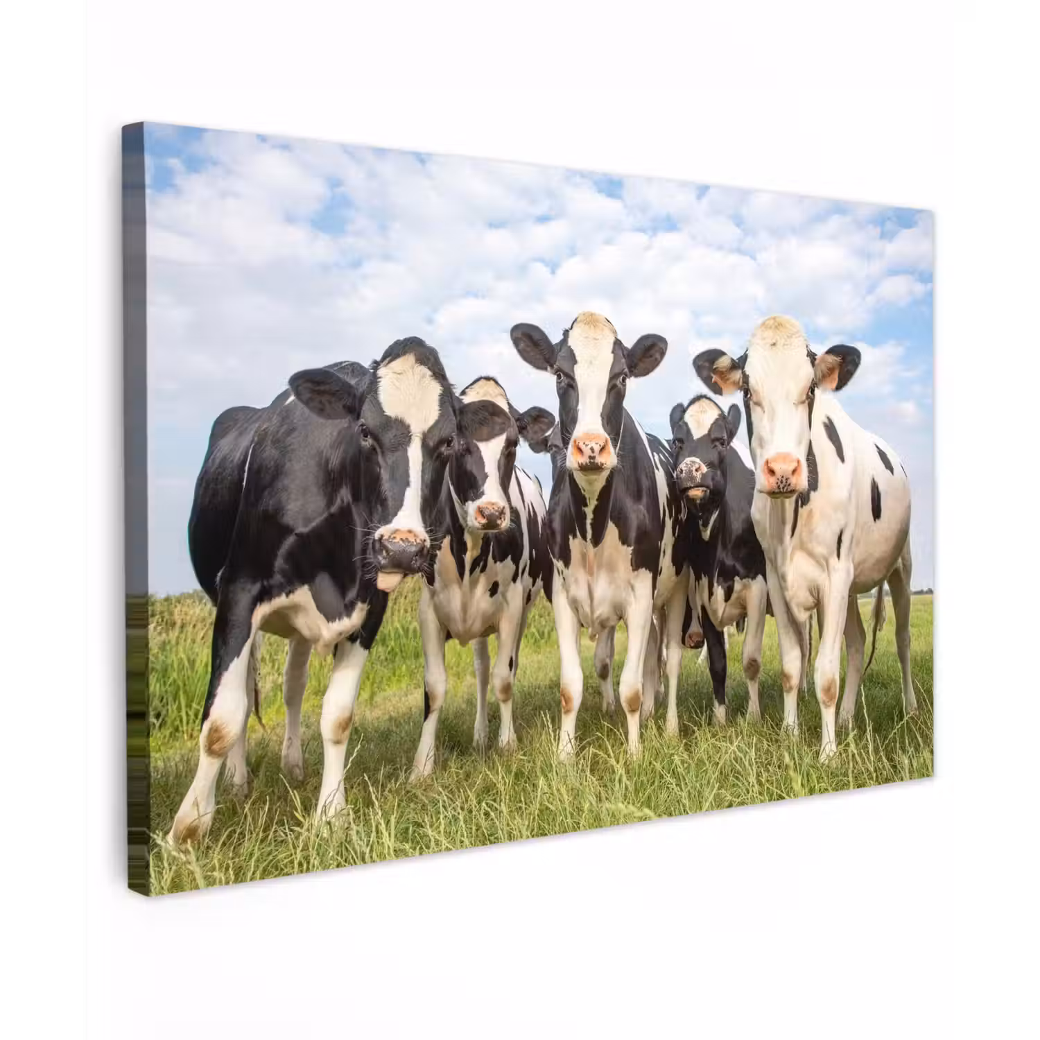 Nieuwsgierige koeien in de wei Tuinposter op houten frame 2 cm dik klein -3d