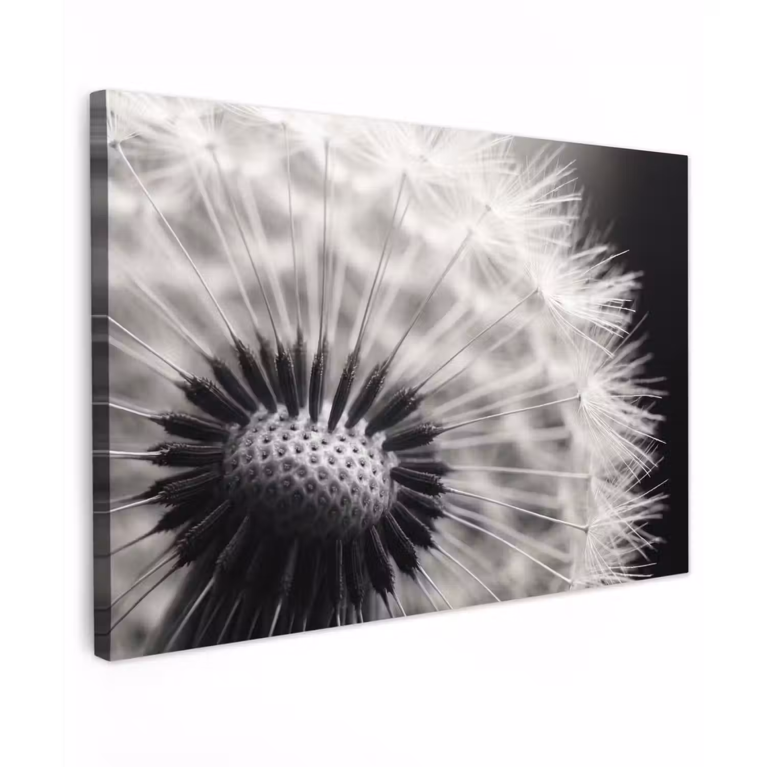 Paardenbloem - Zwart - Wit Tuinposter op houten frame 2 cm dik klein -3d
