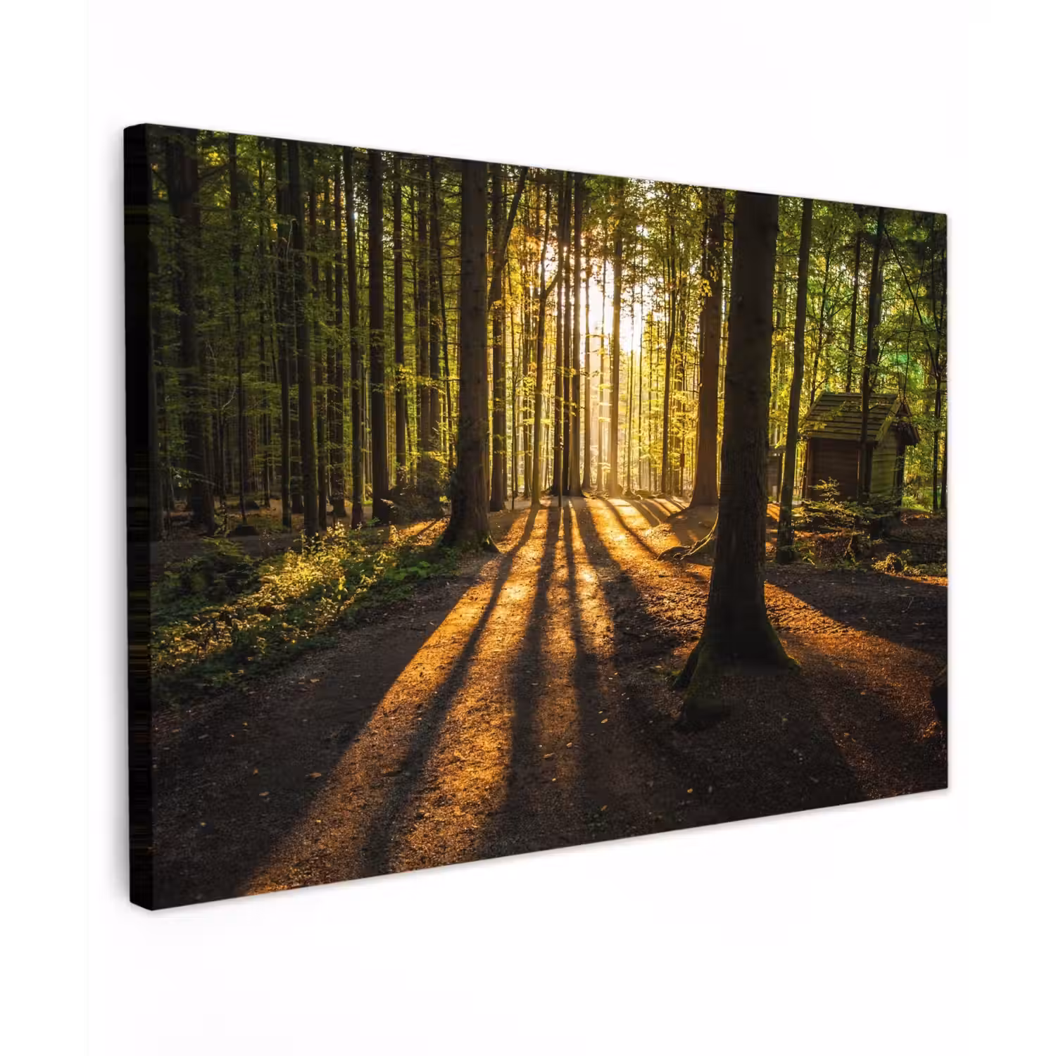 Avondlicht in het bos Tuinposter op houten frame 2 cm dik klein -3d