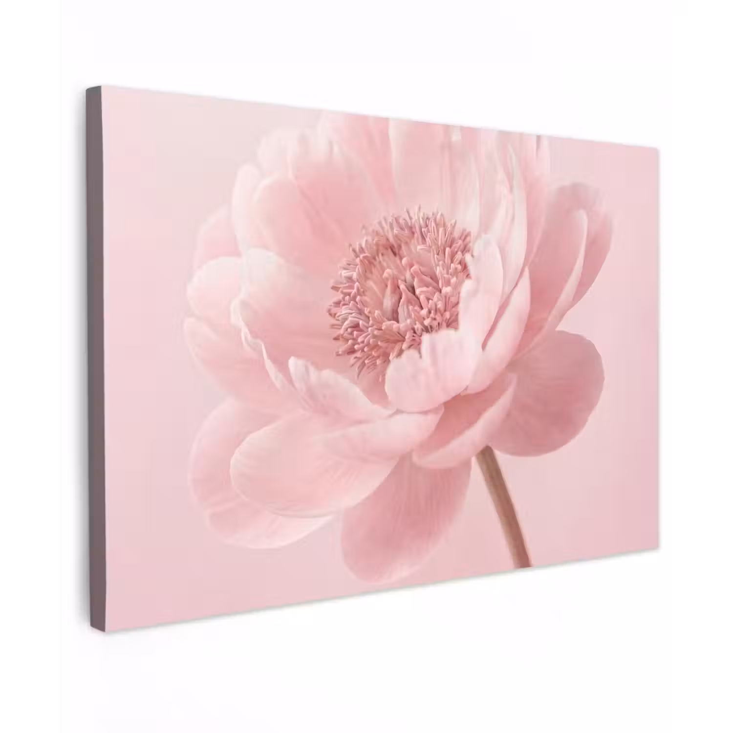 Bloem - Pioenroos - Roze Tuinposter op houten frame 2 cm dik klein -3d