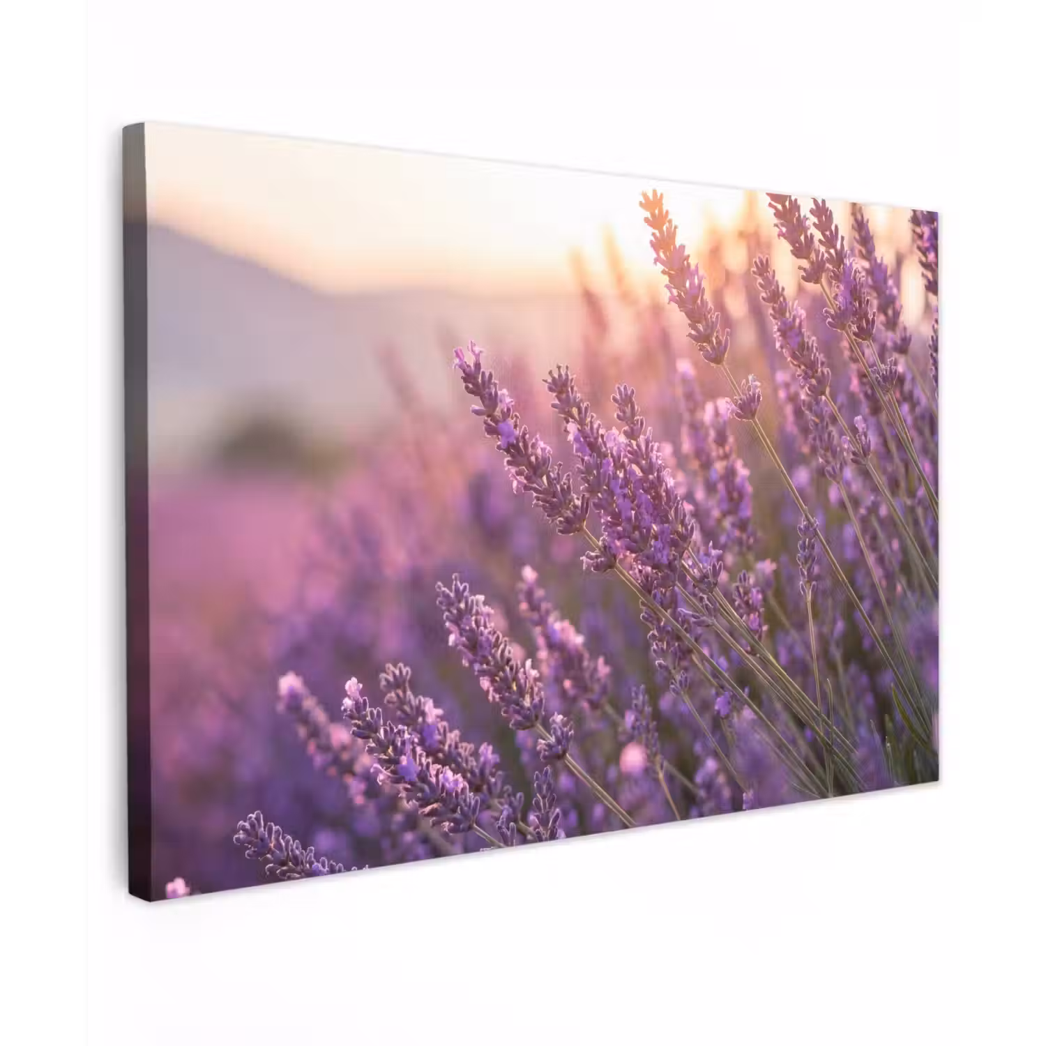 Lavendel - Paars - Zonlicht Tuinposter op houten frame 2 cm dik klein -3d