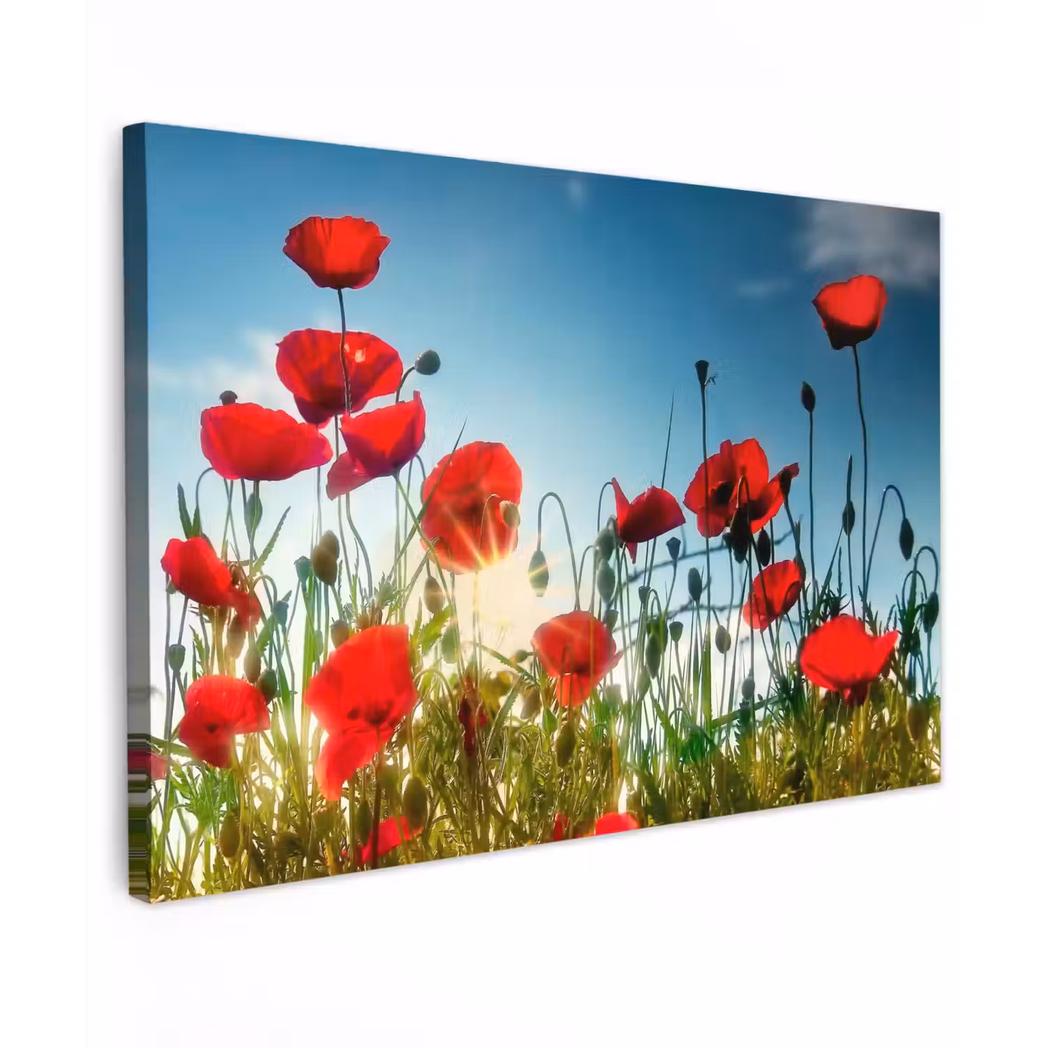 Klaprozen in tegenlicht Tuinposter op houten frame 2 cm dik klein -3d