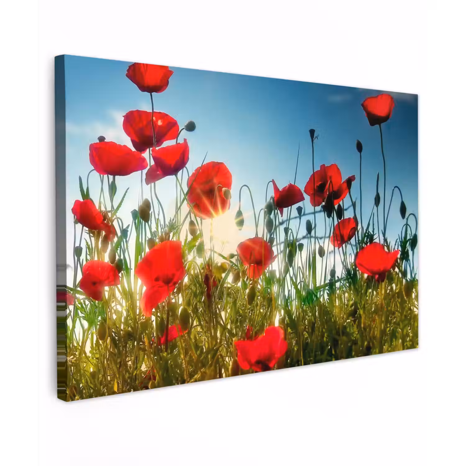 Klaprozen in ochtendlicht Tuinposter op houten frame 2 cm dik klein -3d